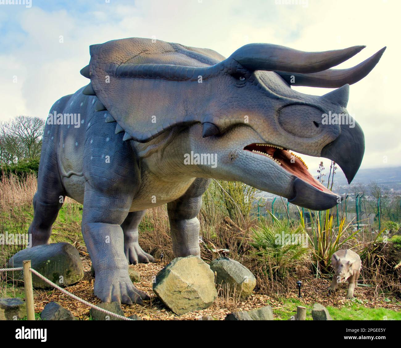 animatronische Triceratops und Kalb im Edinburgh Zoo Hilltop Dinosaurier-Display Stockfoto