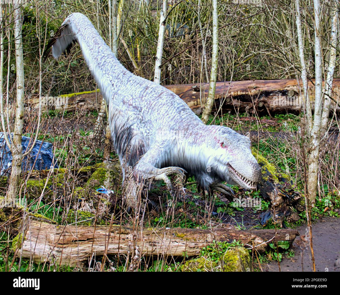 animatronisches Modell von Dromaeosaurier ein Raptor wie alle von ihnen bedeckt mit Federn im Edinburgh Zoo Hilltop Dinosaurier Display Stockfoto