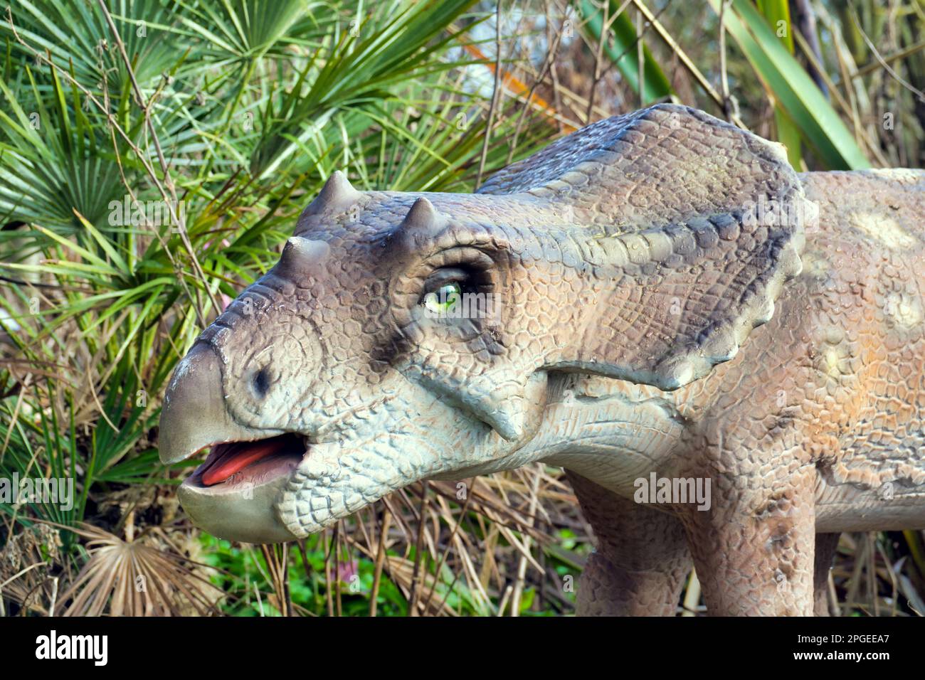 animatronic-Modell für die Nahaufnahme von Triceratops Kalb auf der Dinosaurier-Ausstellung im Edinburgh Zoo Hilltop Stockfoto