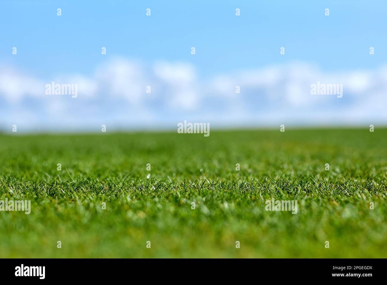 Nahaufnahme des Hintergrundes eines Golfplatzes mit blauem Himmel und Tilt-Shift-Effekt Stockfoto