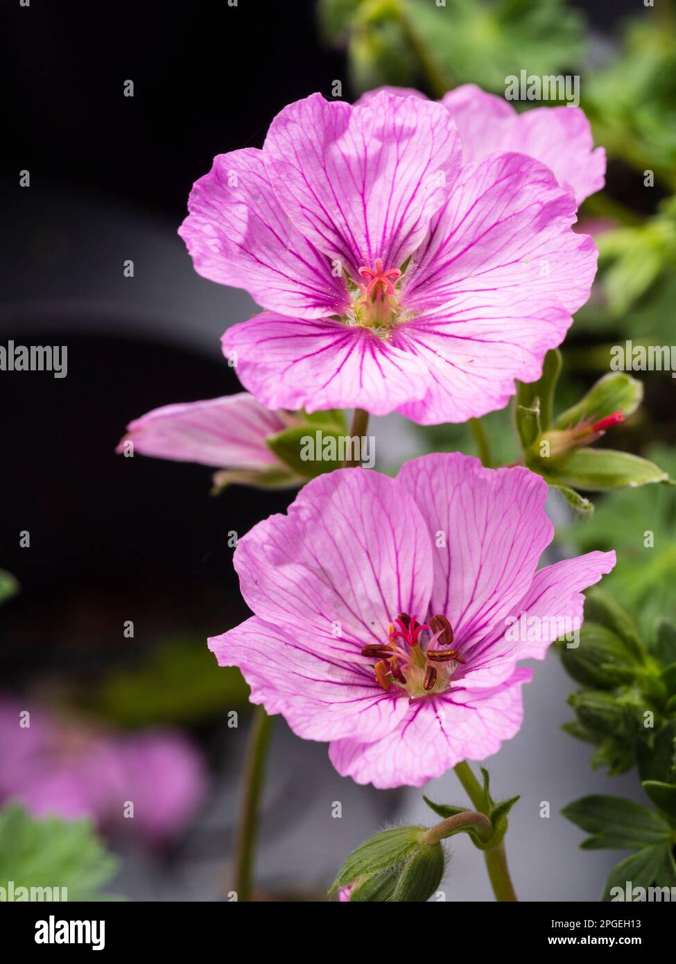 Rosafarbene Blüten vom Spätfrühling bis zum Herbst blühend hart, Klumpen-bildend, ganzjährig, Geranium „Sateene“ Stockfoto