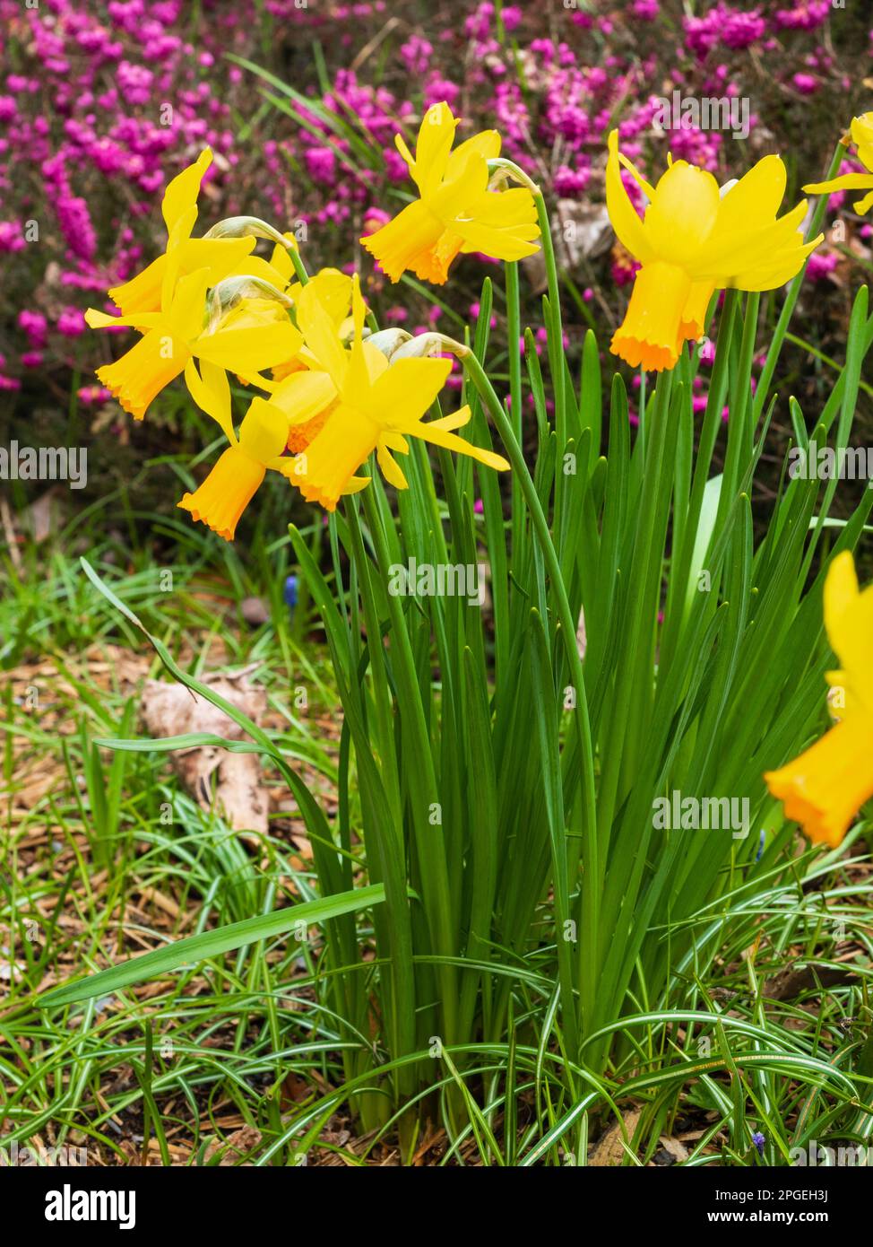 Orangefarbene Trompete und gelbe, reflektierte Blütenblätter der Zwergcyclamineus Hybrid-Narzissen, Narcissus „Jetfire“ Stockfoto