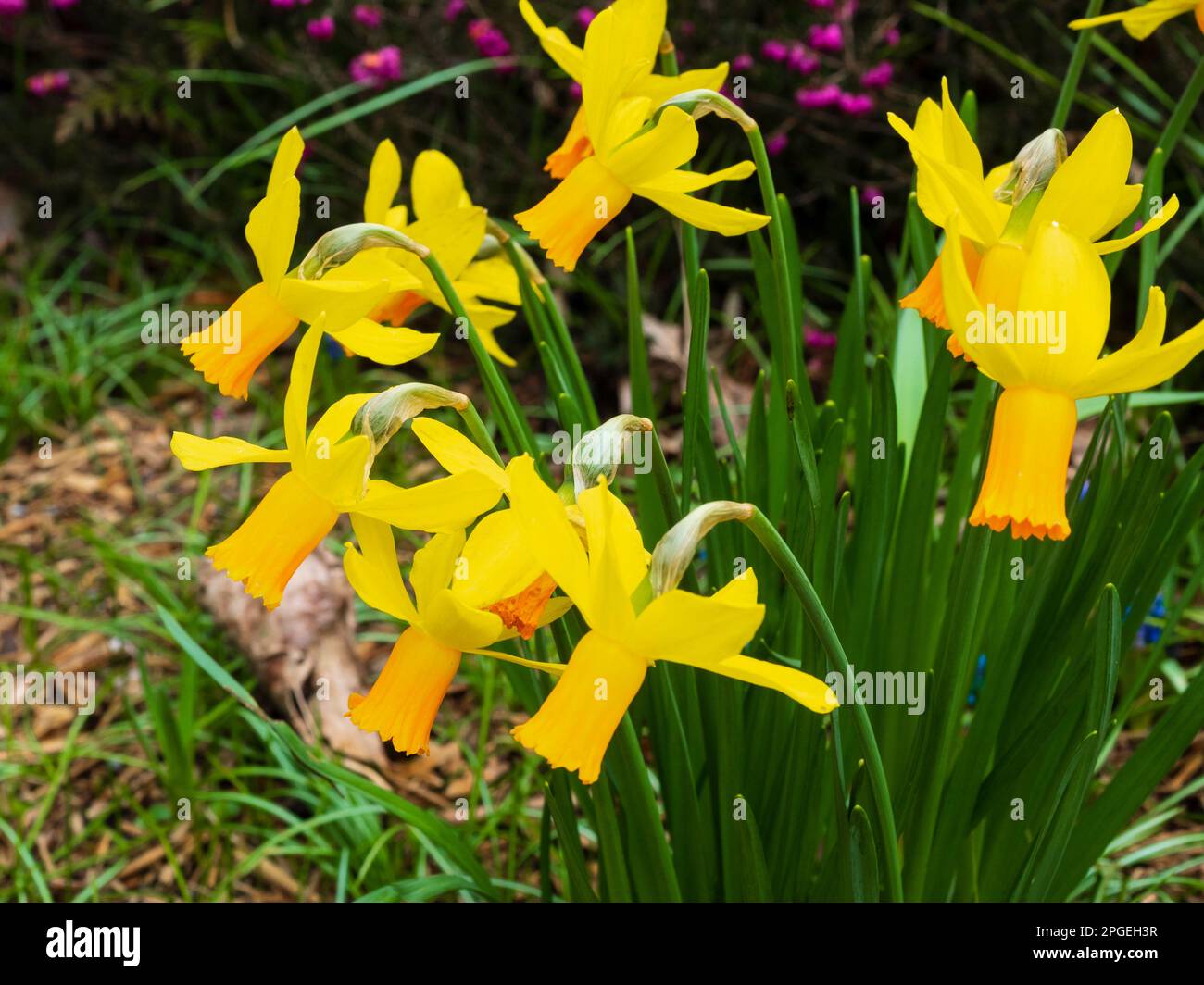 Orangefarbene Trompete und gelbe, reflektierte Blütenblätter der Zwergcyclamineus Hybrid-Narzissen, Narcissus „Jetfire“ Stockfoto