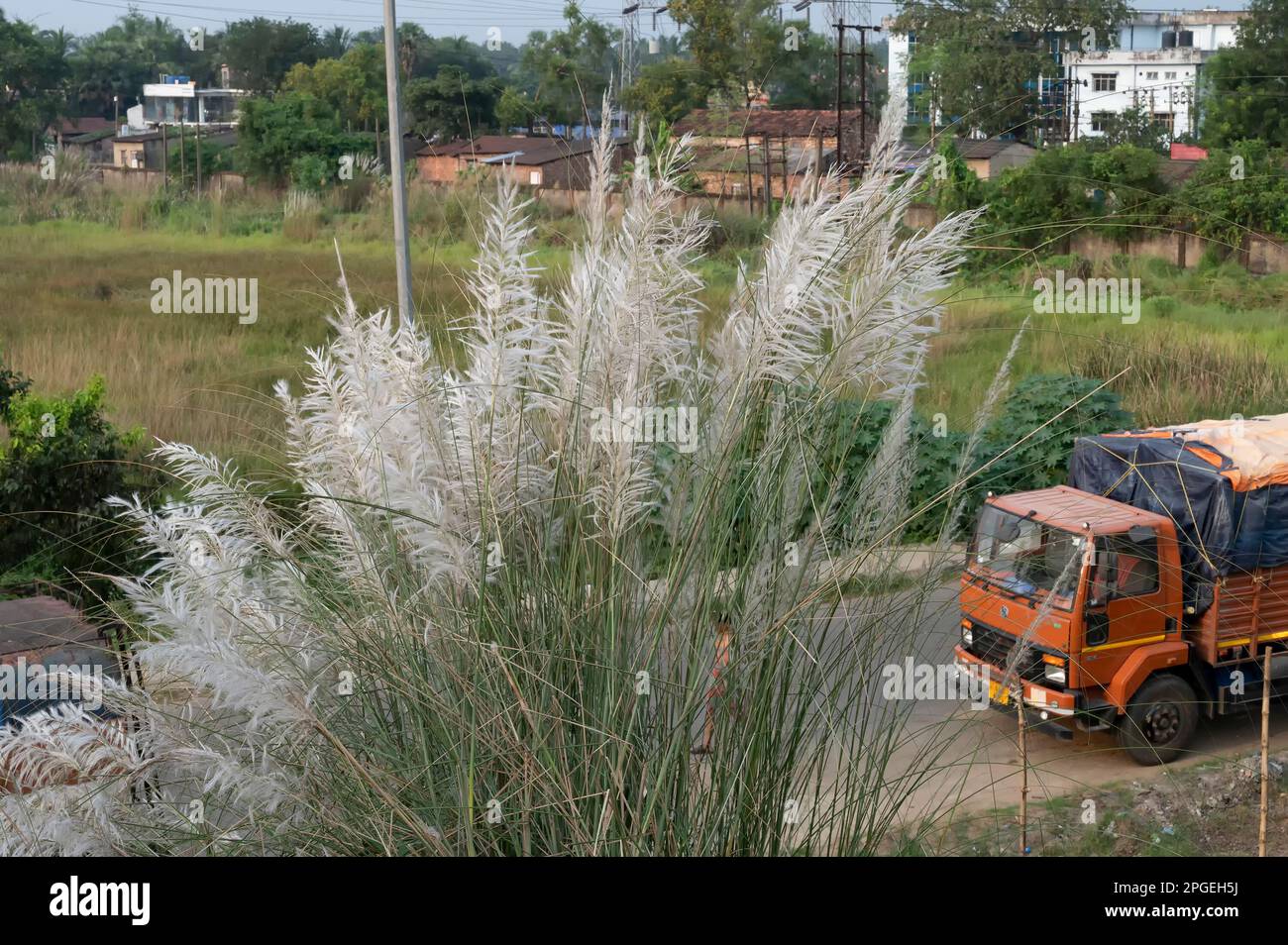 Kaashful, Kans Gras oder Saccharum Spontaneum, blüht neben der hohen Straße von West Bengal, Indien. Das saisonale Wachstum von Kaashful ist mit dem Timing verbunden Stockfoto