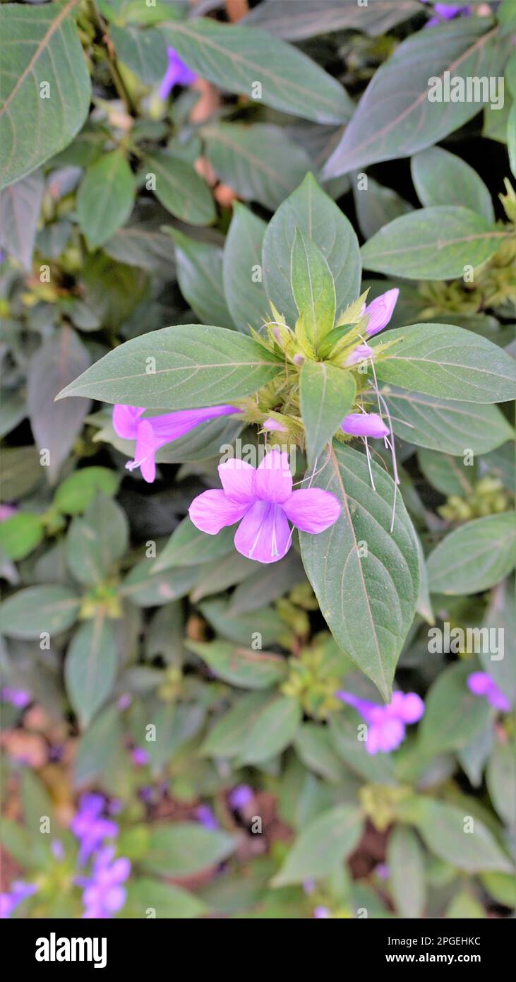 Portrait von Barleria cristata, auch bekannt als Philippine Violet