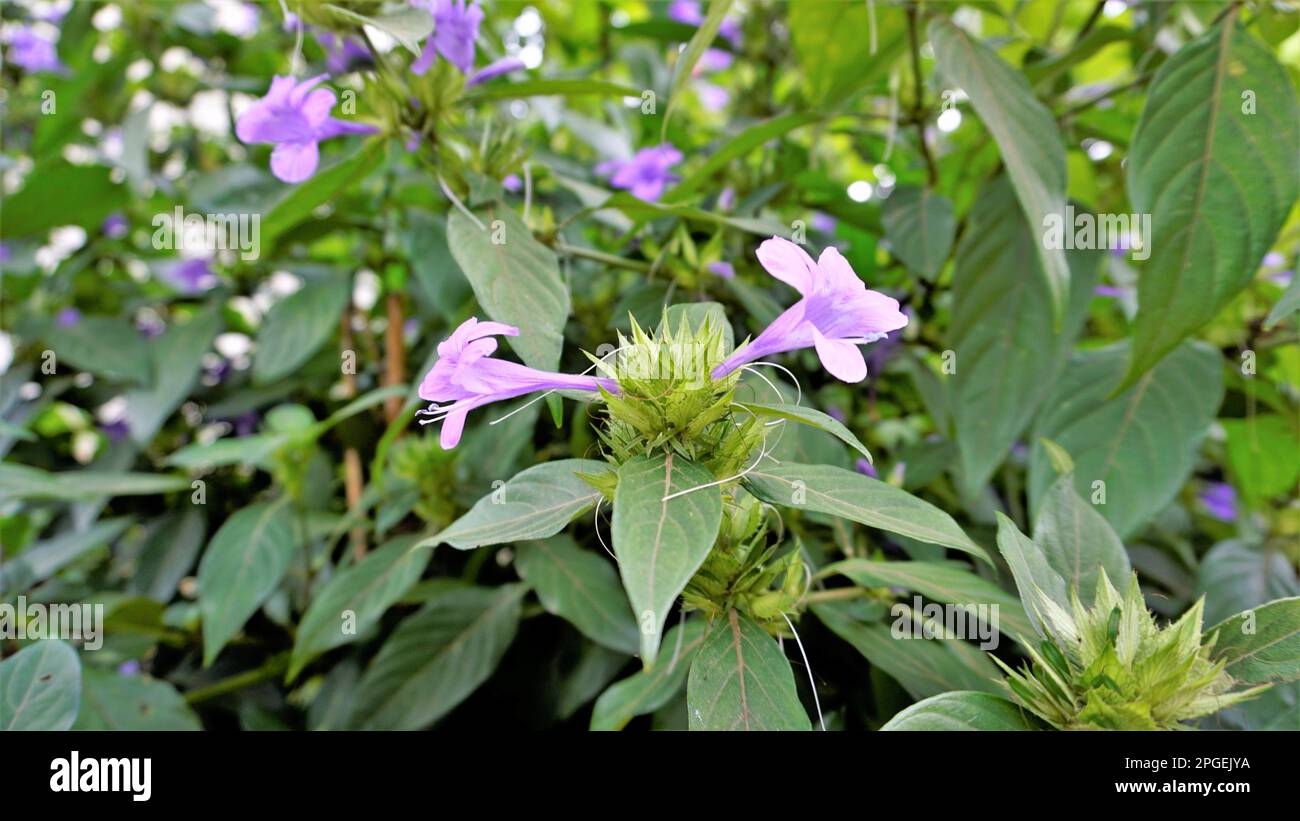 Landschaft der Blumen von Barleria cristata auch bekannt als Philippine