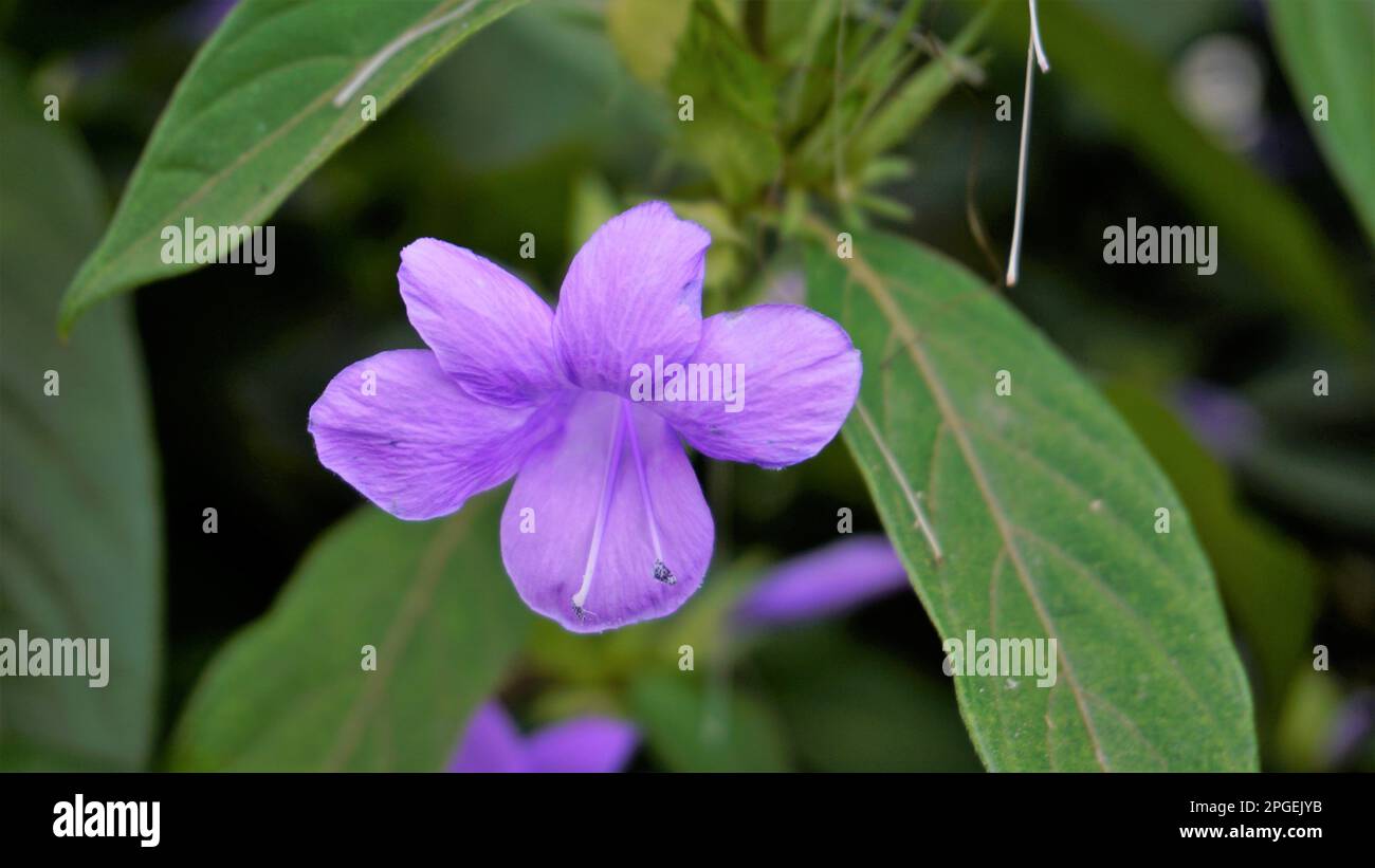 Landschaft der Blumen von Barleria cristata auch bekannt als Philippine Violet, Bluebell barleria, Crested Philippine Violet, Purple Angel, Shooting Star Stockfoto