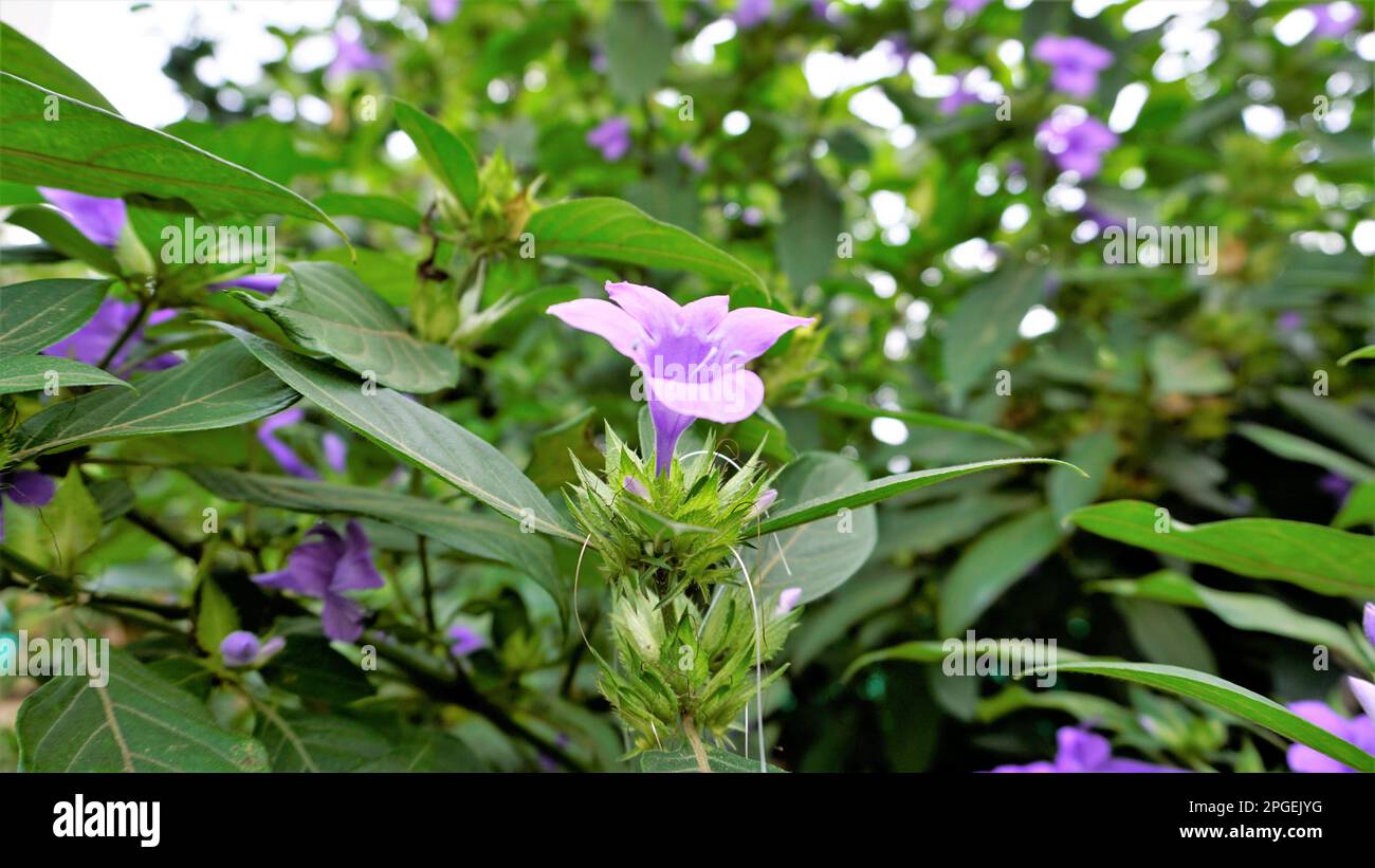 Landschaft der Blumen von Barleria cristata auch bekannt als Philippine Violet, Bluebell barleria, Crested Philippine Violet, Purple Angel, Shooting Star Stockfoto