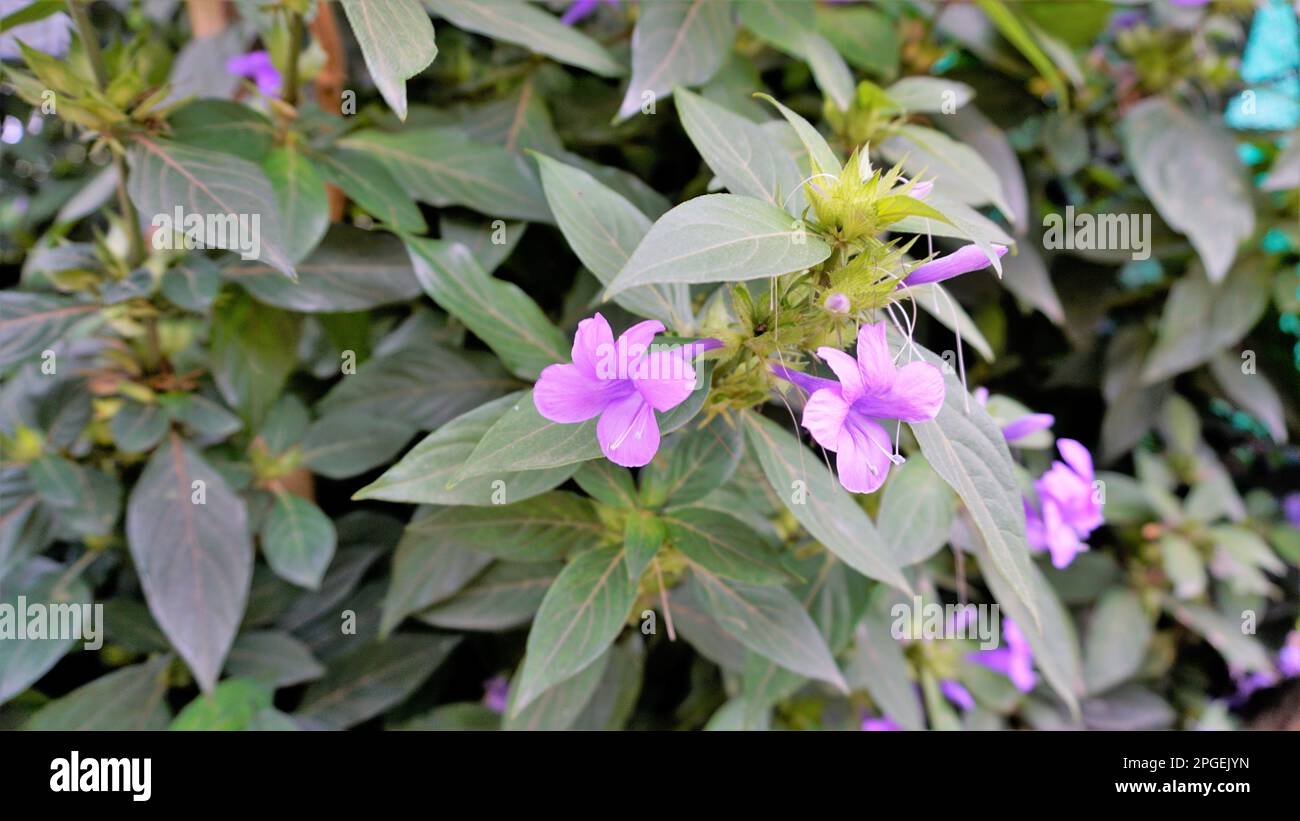Landschaft der Blumen von Barleria cristata auch bekannt als Philippine Violet, Bluebell barleria, Crested Philippine Violet, Purple Angel, Shooting Star Stockfoto