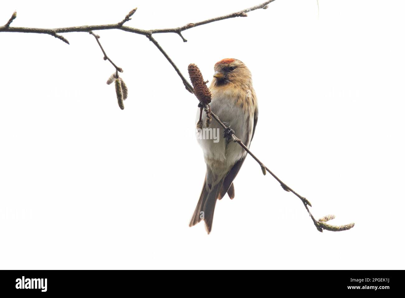 Common (Mealy) Redpoll (Carduelis flammea) Norwich UK GB März 2023 Stockfoto