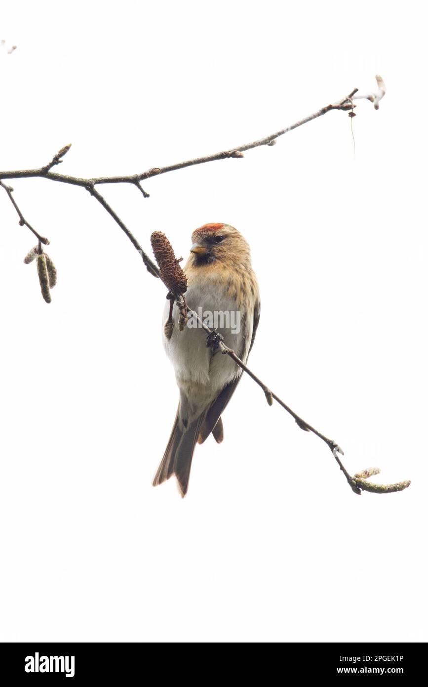 Common (Mealy) Redpoll (Carduelis flammea) Norwich UK GB März 2023 Stockfoto