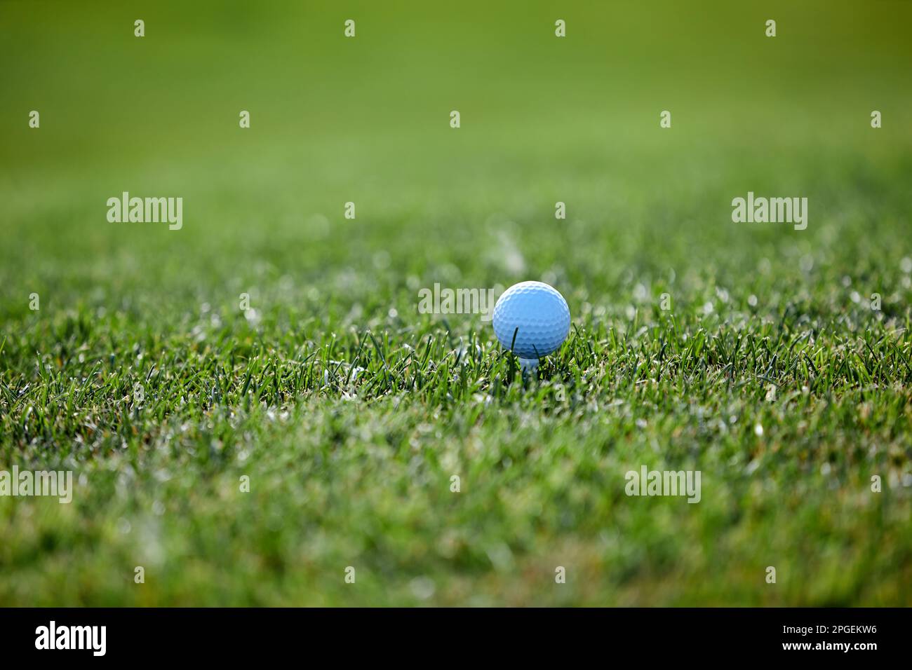 Nahaufnahme des Hintergrunds eines Golfballs auf grünem Gras bei Sonnenlicht, Kopierbereich Stockfoto