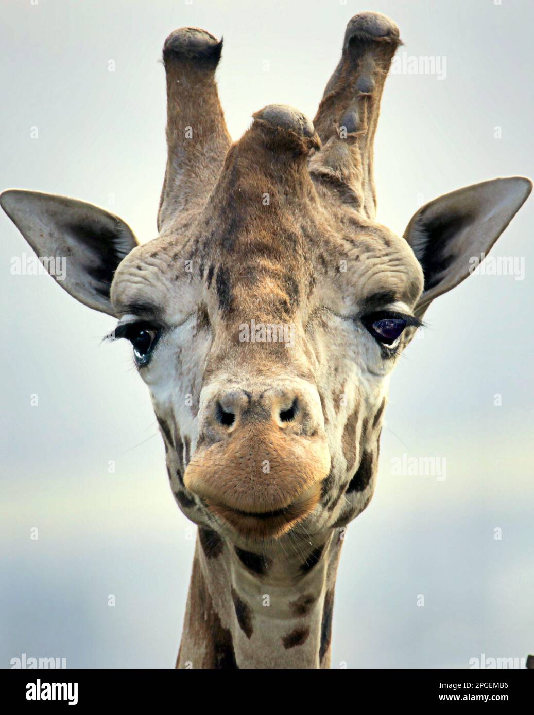 Giraffe Kopf hautnah Stockfoto