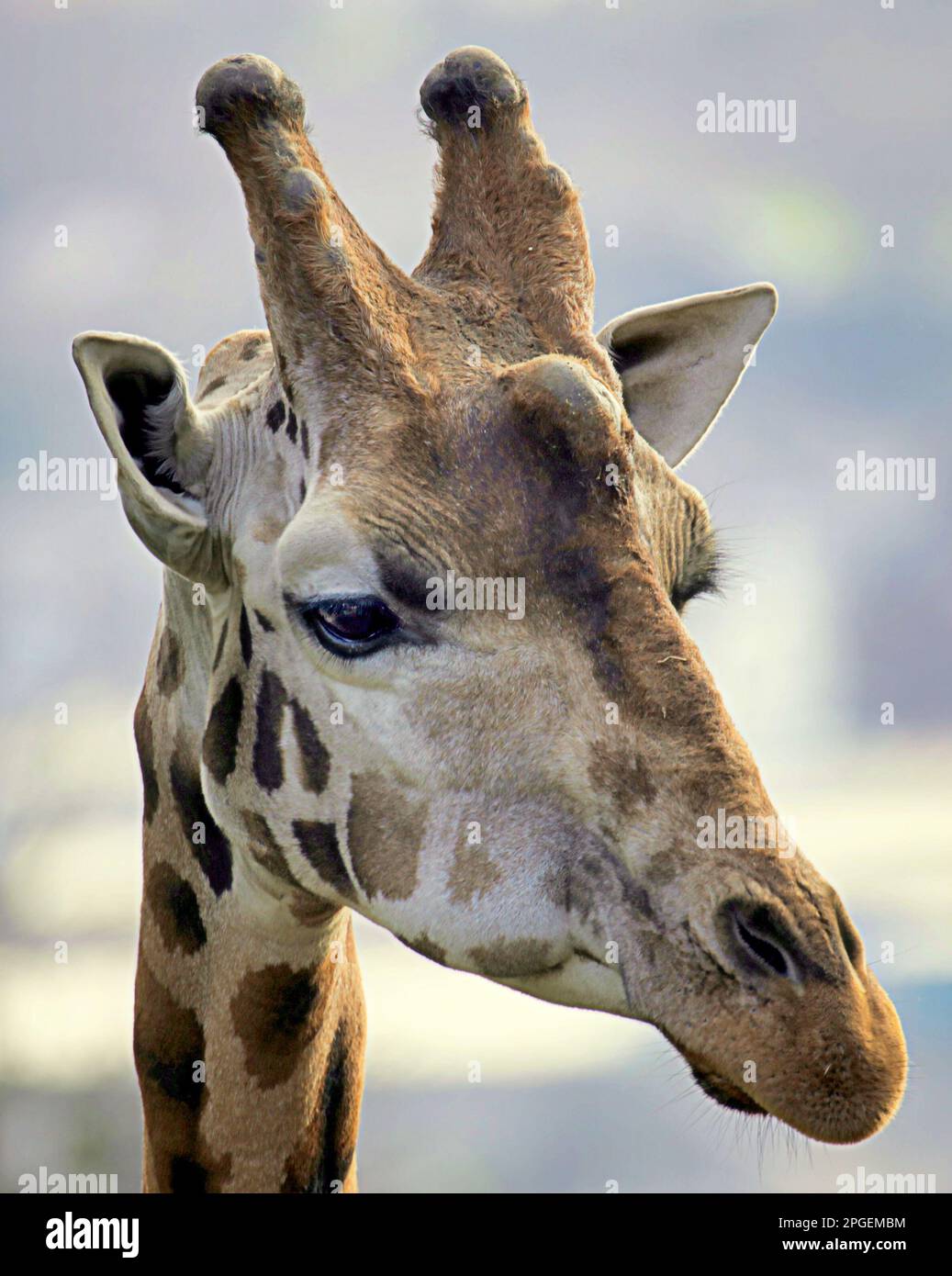 Giraffe Kopf hautnah Stockfoto