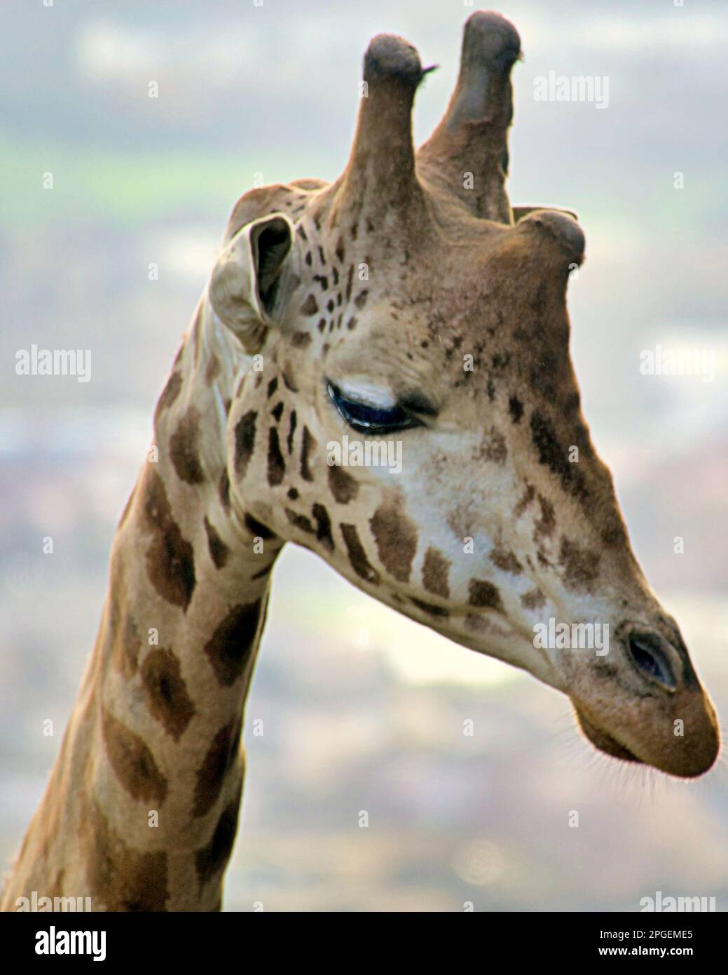 Giraffe Kopf hautnah Stockfoto