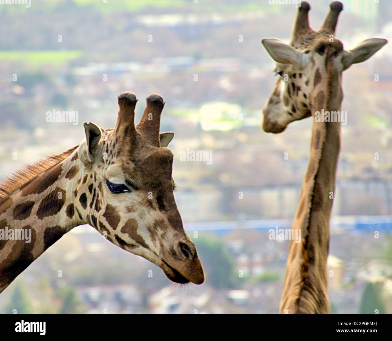 Giraffenköpfe schließen sich Stockfoto
