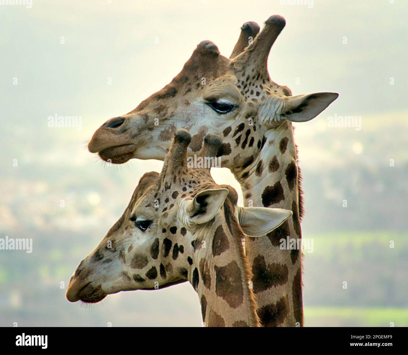 Giraffenköpfe schließen sich Stockfoto