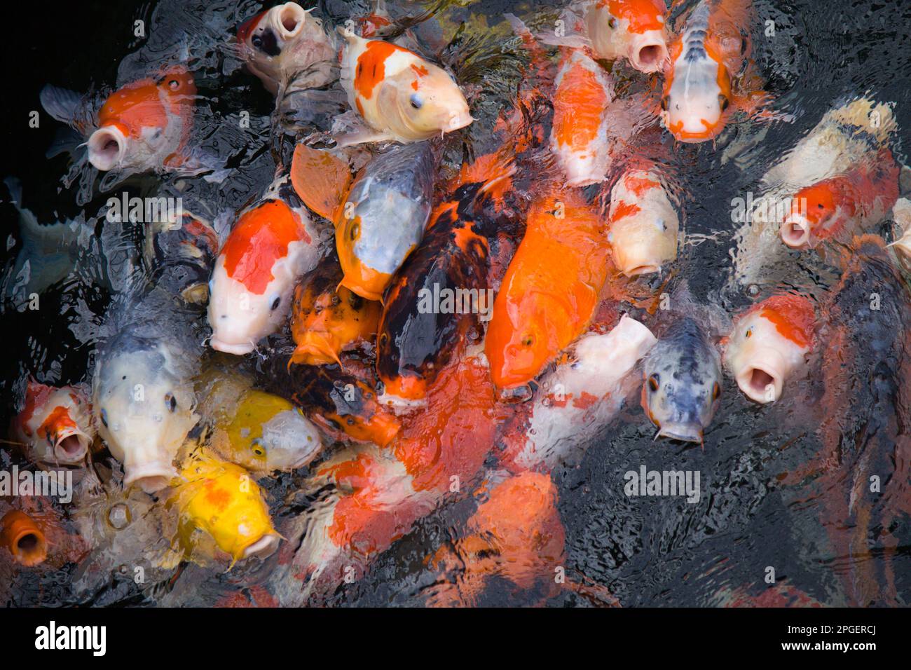 Koi, dekorative Karpfen, Asakusa, Tokio, Japan, Stockfoto