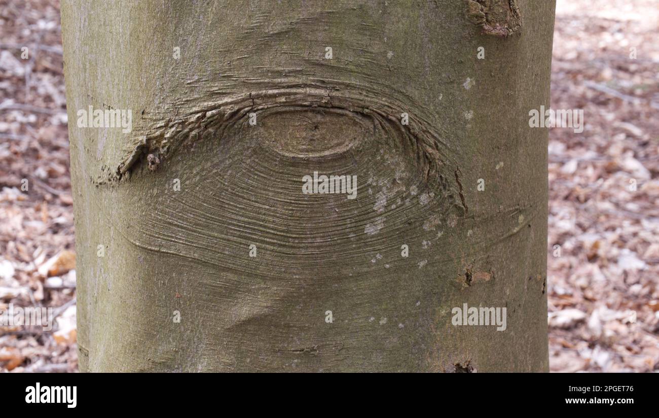 Ein augenförmiger Knoten in einem Baumstamm, an dem ein Ast entfernt wurde. Stockfoto
