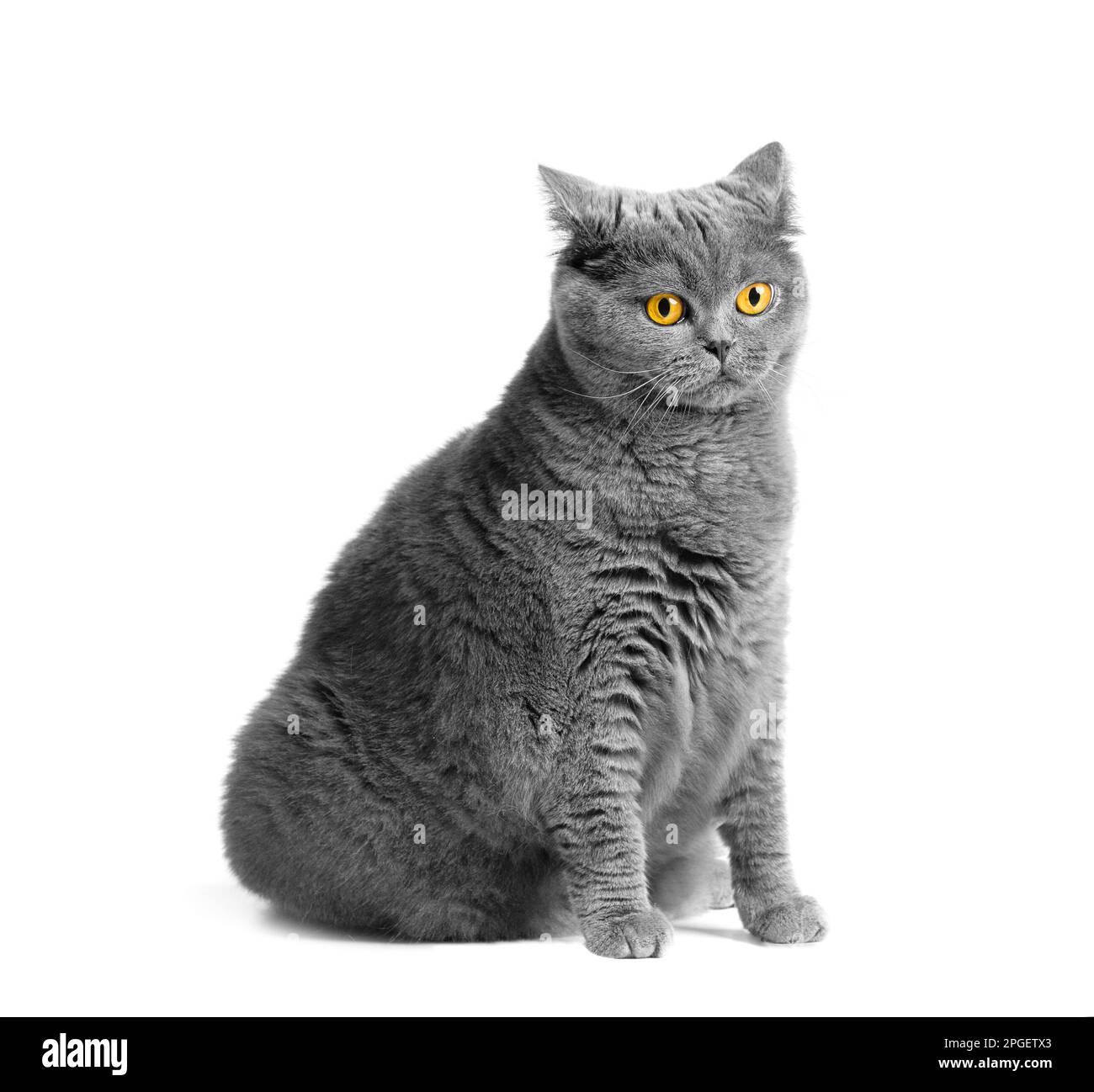 Eine fette Kurzhaarkatze mit großen roten Augen sitzt auf weißem Hintergrund. Tierische Fettsucht. Britische Katze auf weißem Hintergrund. Stockfoto