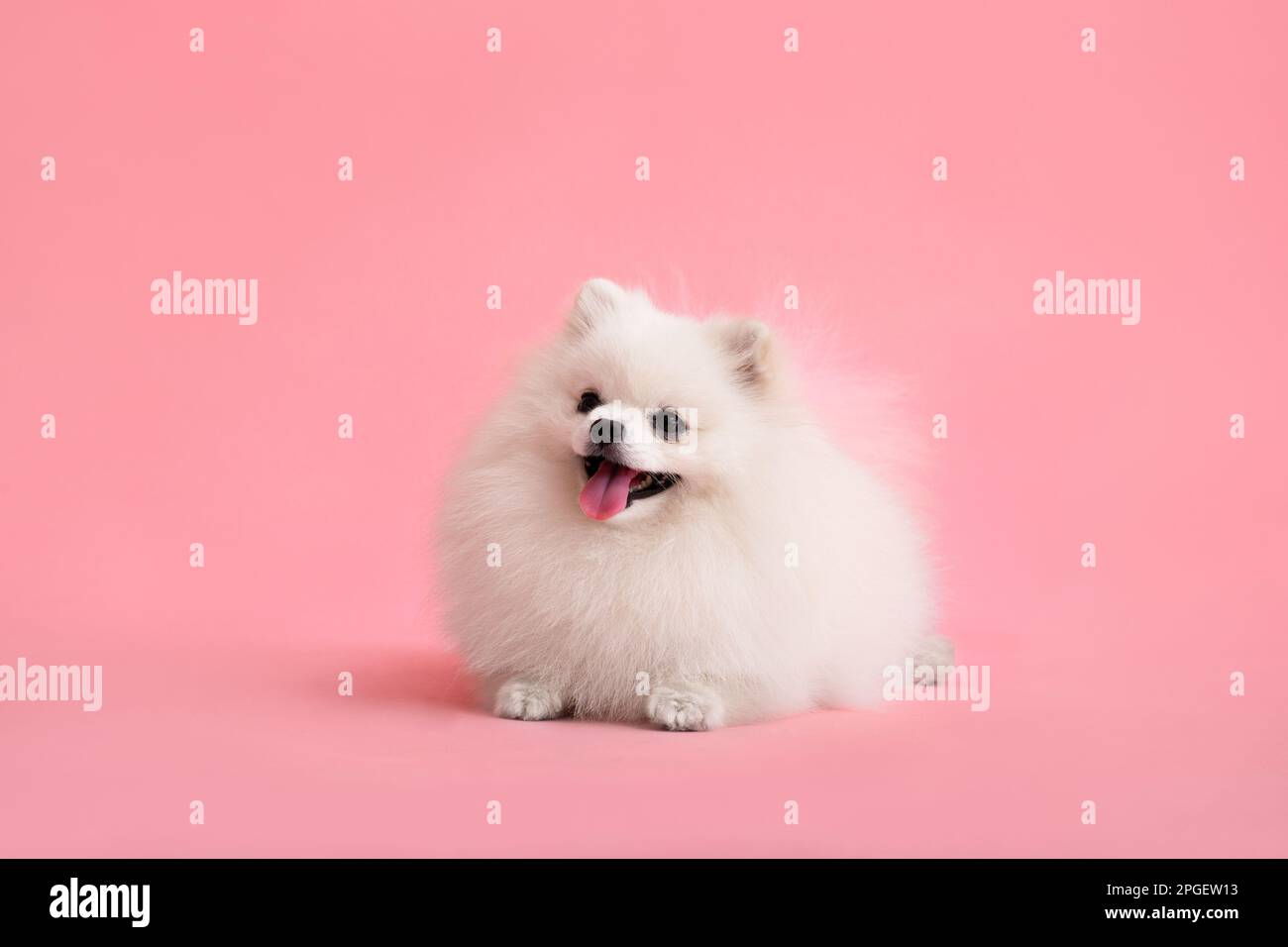 Portrait des süßen, flauschigen Welpen von pommern spitz. Ein kleiner lächelnder Hund liegt auf einem trendigen pinken Hintergrund. Stockfoto