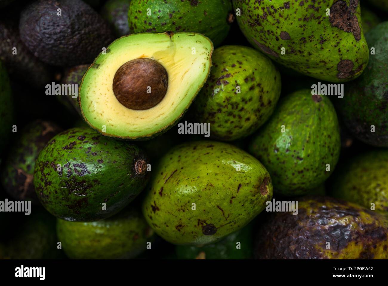Frische und reife Avocados, die auf lokalen Bauernhöfen angebaut werden, werden auf dem Straßenmarkt in Armenien, Kolumbien, zum Verkauf angeboten. Stockfoto