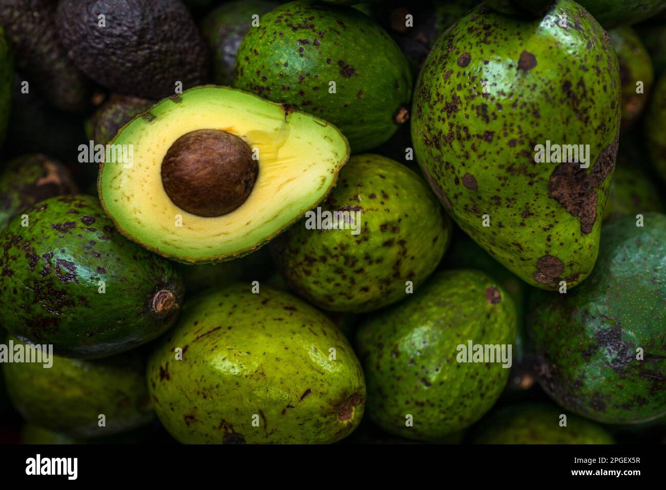 Frische und reife Avocados, die auf lokalen Bauernhöfen angebaut werden, werden auf dem Straßenmarkt in Armenien, Kolumbien, zum Verkauf angeboten. Stockfoto