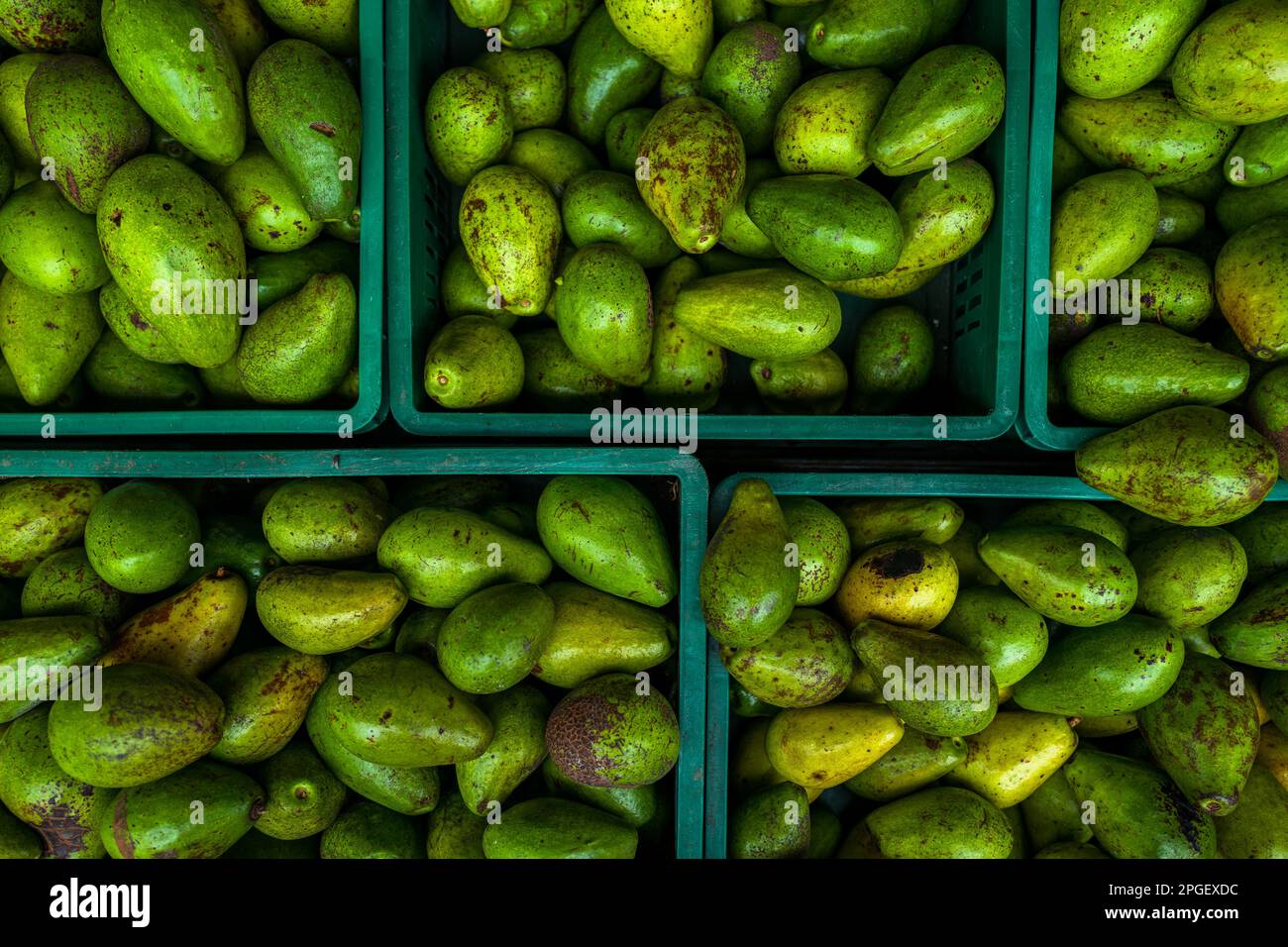 Kunststoffkisten mit frischen Avocados, die auf lokalen Farmen angebaut werden, werden auf dem Straßenmarkt in Cali, Kolumbien, zum Verkauf angeboten. Stockfoto