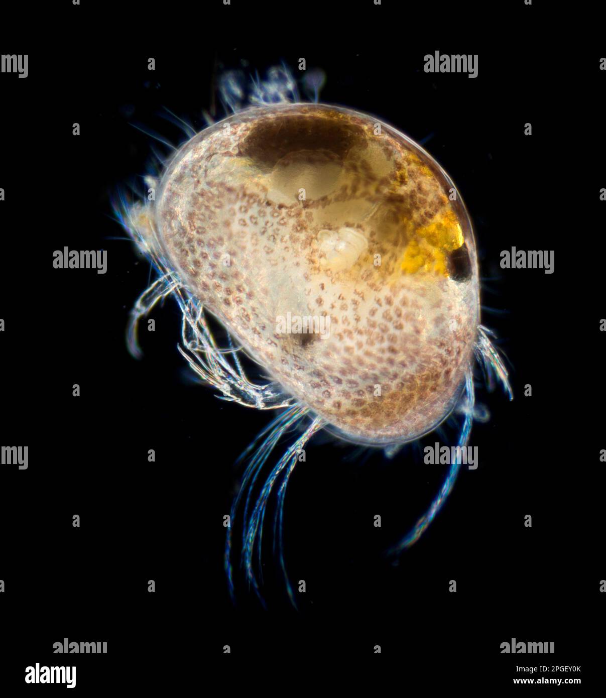 Süßwasser-Ostracod in einem Gartenteich, Großbritannien Stockfoto