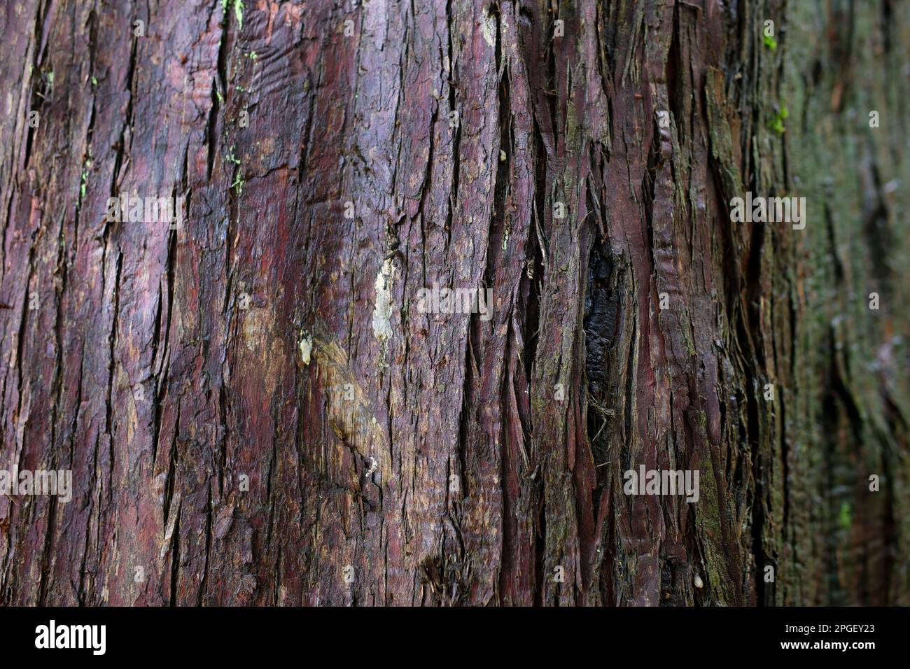 Konsistenz von Rindenholz als natürlicher Hintergrund. Qualitativ hochwertig Dunkel schmutzige nasse Baumrinde unrealistisch kühl schick dunkler Hintergrund Scheidung Rinde schwarz braun nasses Holz Platz für Werbetext Geruch nach holziger Straße Stockfoto