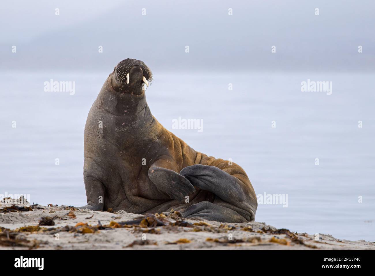 Walrus (Odobenus rosmarus) männlich/Stier am Strand entlang der arktischen Küste, Svalbard/Spitsbergen, Norwegen Stockfoto