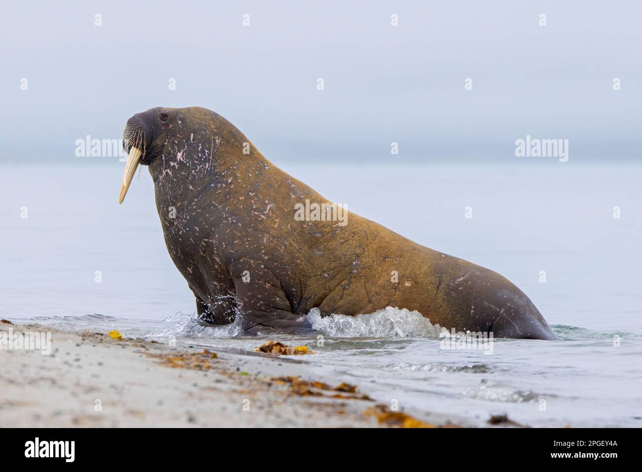 Walrus (Odobenus rosmarus) männlich/mit Narben bedeckter Stier, der den Strand entlang der arktischen Ozeanküste, Svalbard/Spitsbergen, Norwegen, betritt Stockfoto
