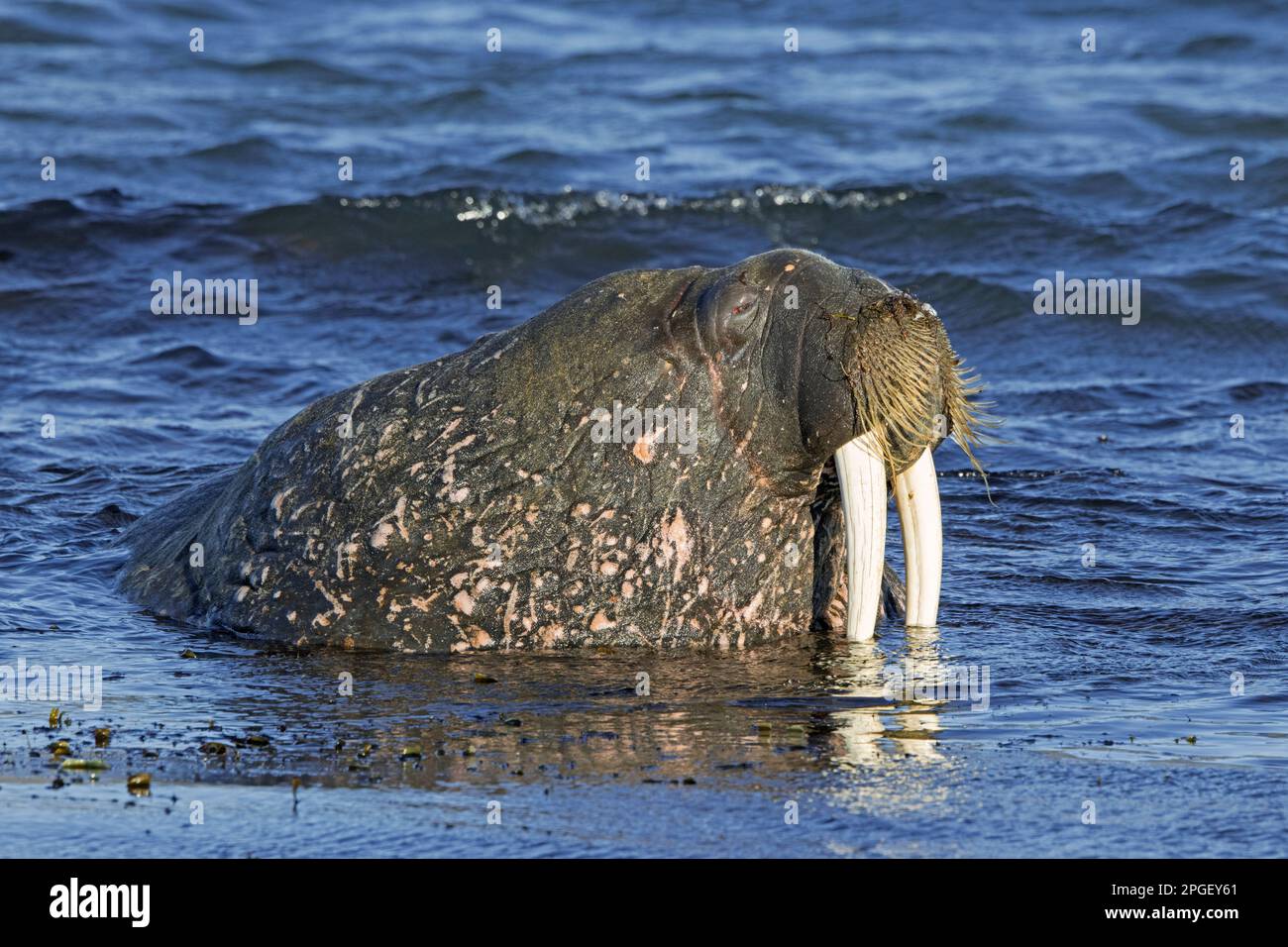 Walrus (Odobenus rosmarus), männlich/Bulle, bedeckt mit Narben mit großen Stoßzähnen, die im Nordpolarmeer schwimmen, Svalbard/Spitsbergen, Norwegen Stockfoto