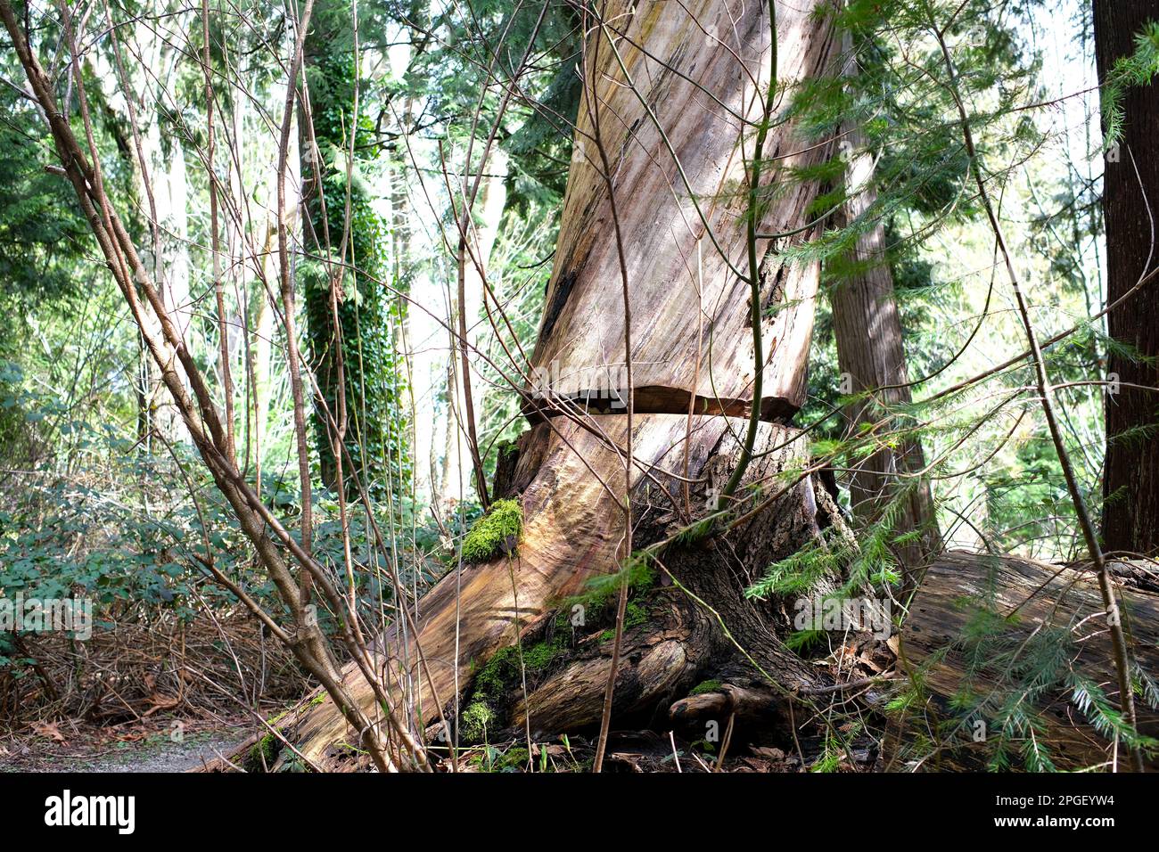 Die Textur des Baumstamms im Wald. Nahaufnahme der Textur einer alten Eichenrinde. Ein geschnittener Baum an der Basis steht und wächst mit einer Axt, um den Stamm eines riesigen Baumes zu Fällen hohe Qualität Stockfoto