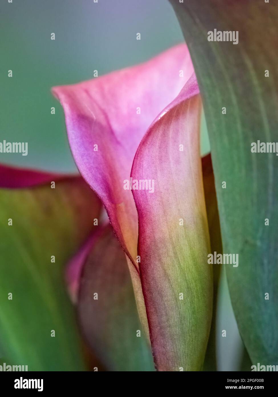 Nahaufnahme einer rosa Calla-Lilie (Zantedeschia aethiopica), auch bekannt als Arum-Lilie Stockfoto