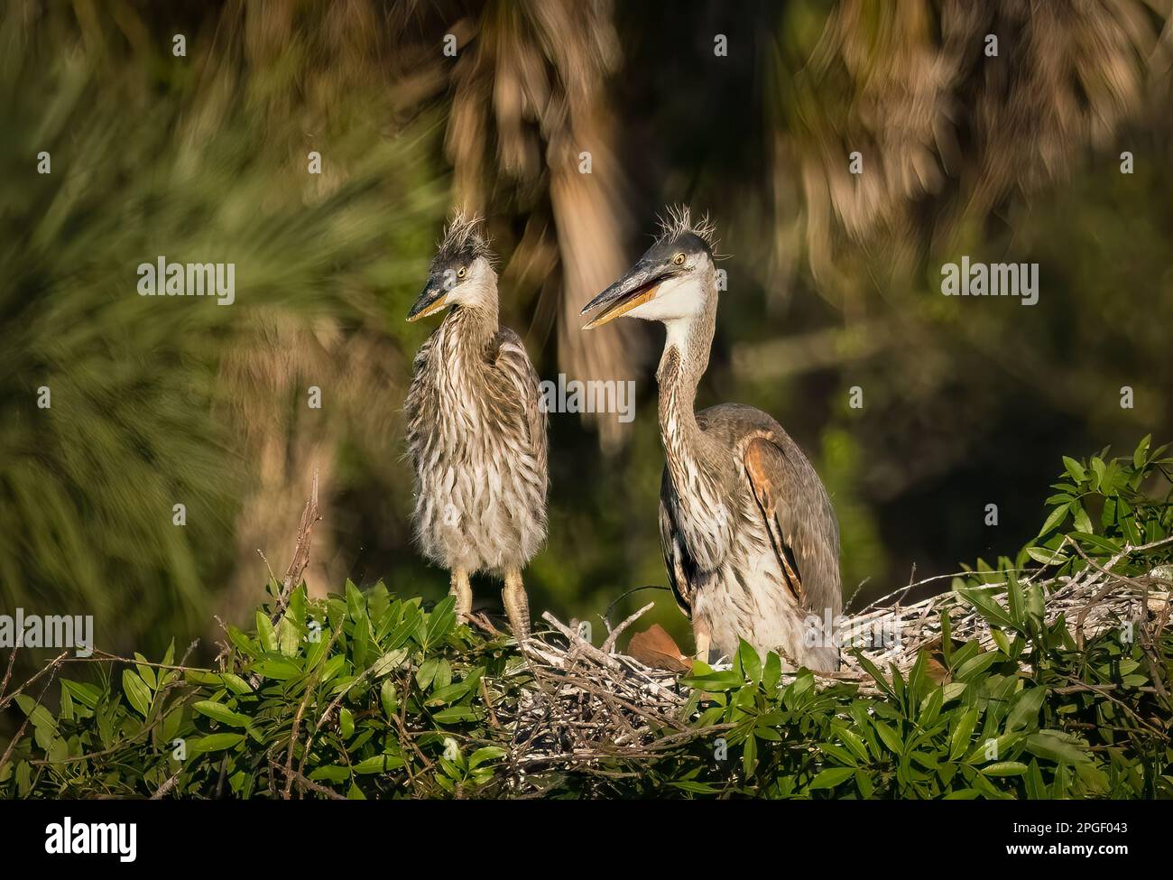 Ein Paar junger großer Blaureiher auf einem Nest in der Audubon Rookery in der Gegend von Venedig in Vennice, Florida, USA Stockfoto
