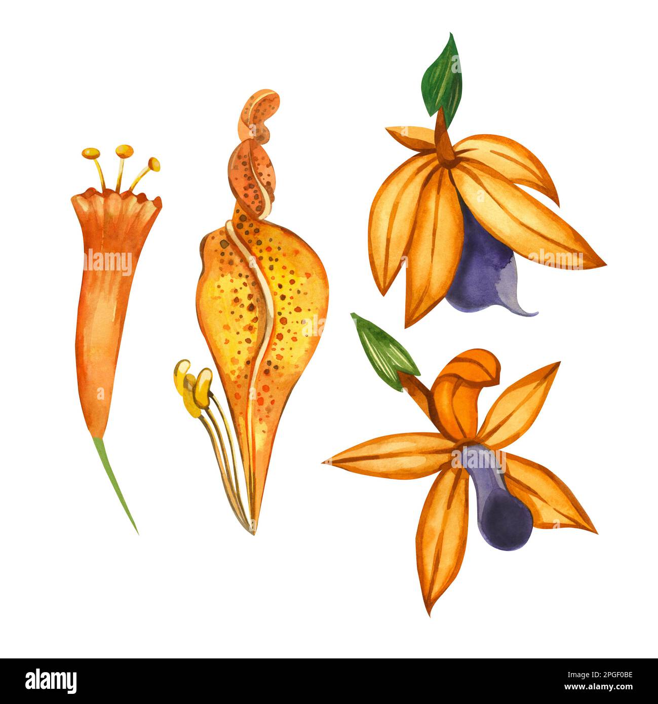 Tropische Blumen. Set aus Aquarell-Orange-, Gelb- und Purpurblüten, isoliert auf weißem Hintergrund. Tropische Blumen, handgemalt in Aquarell. Passend Stockfoto