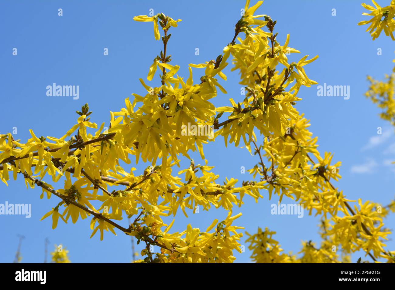 Forsythia-Busch blüht im Frühling in der Natur. Stockfoto