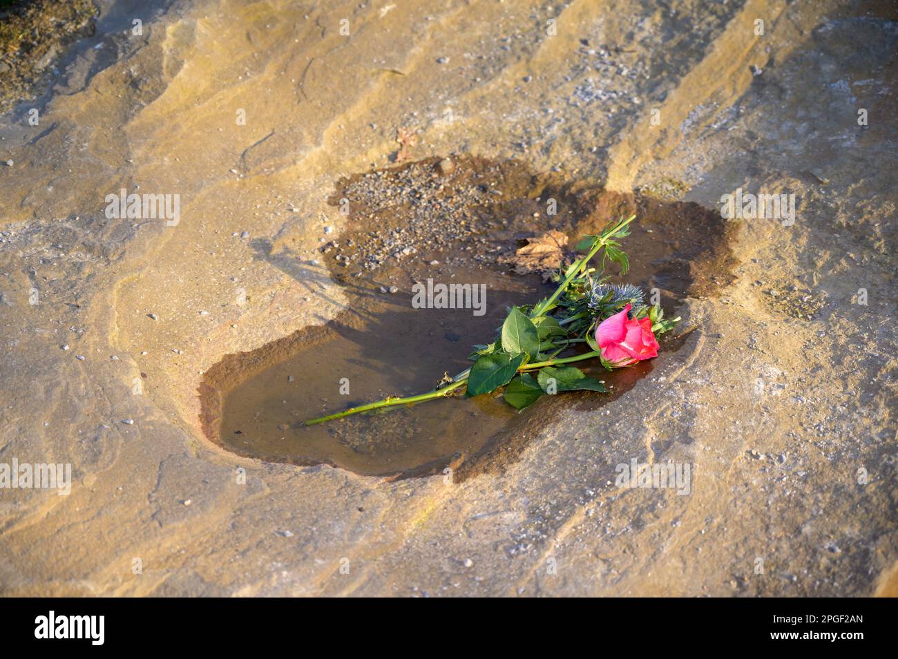 Eine welkende rosa Rose liegt in einer Pfütze auf einem Felsen im abendlichen Sonnenlicht Stockfoto
