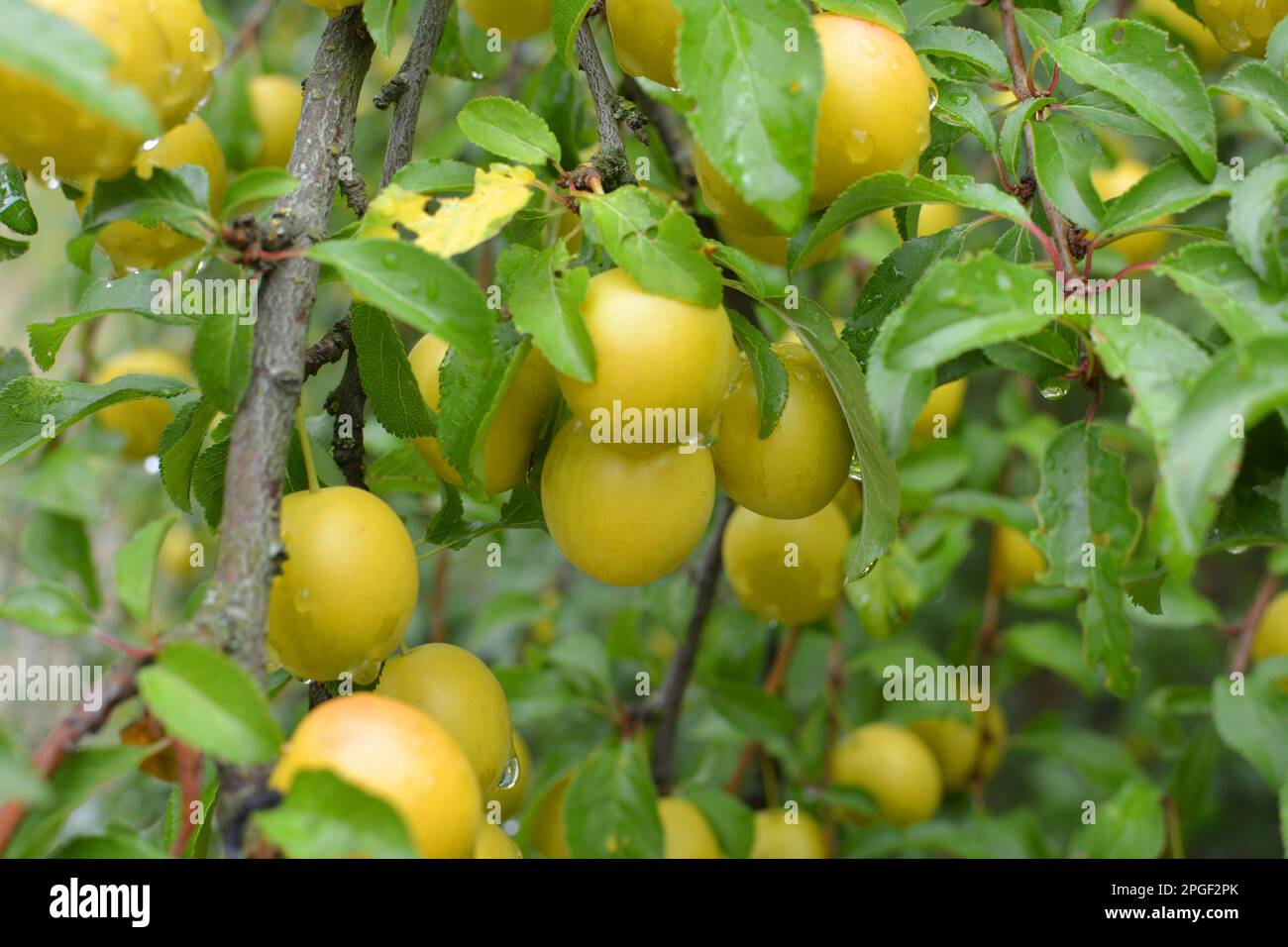 Uber die Zweige der baumreifen Früchte der Kirschpflaume (Prunus cerasifera) Stockfoto