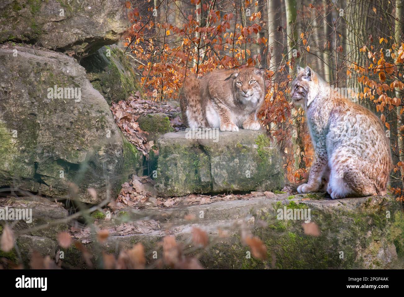 Zwei Luchskatzen sitzen auf Felsen in einem bunten Wald Stockfoto