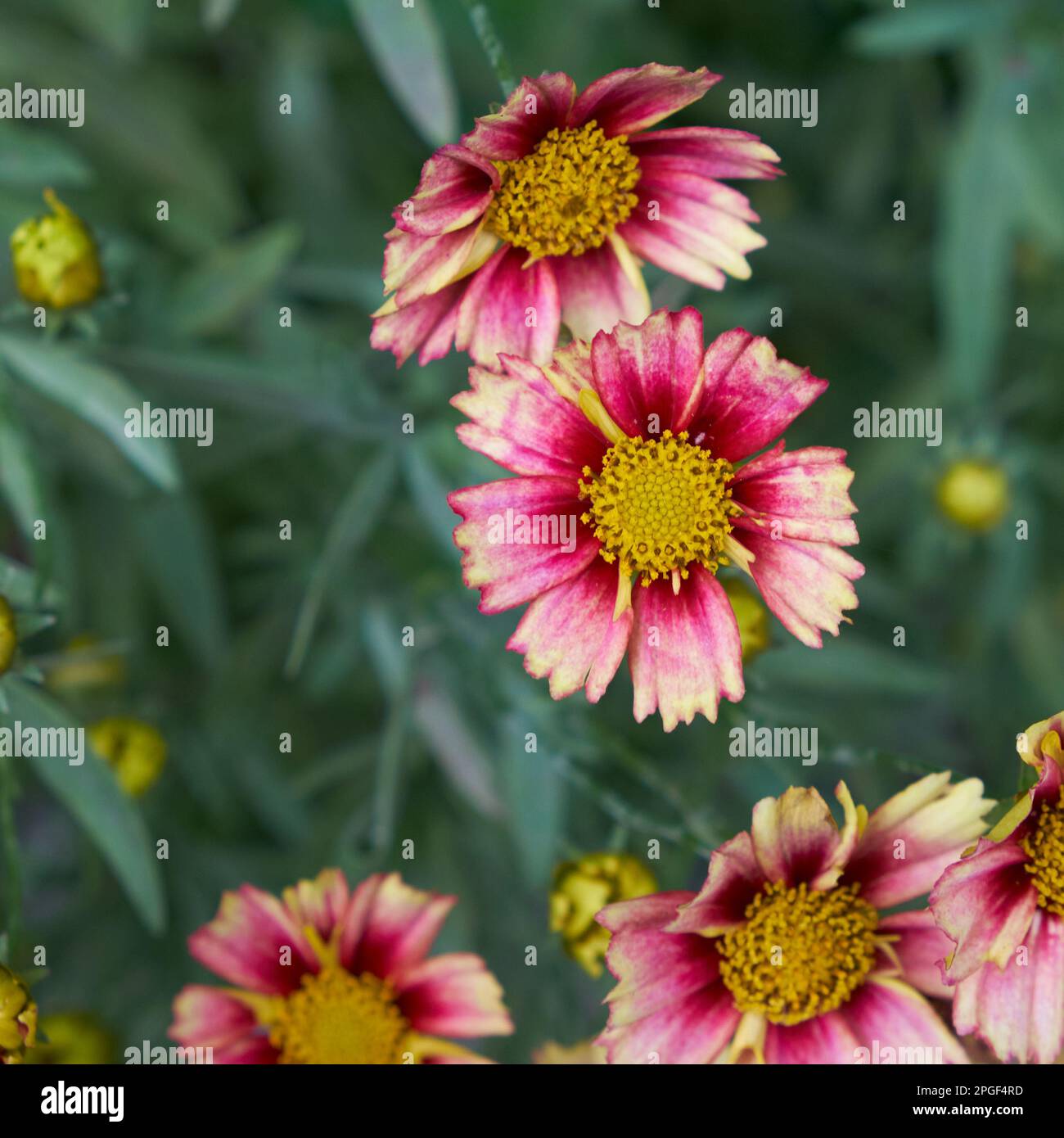 Close-up verschiedener Blumen blühen im Freien Stockfoto