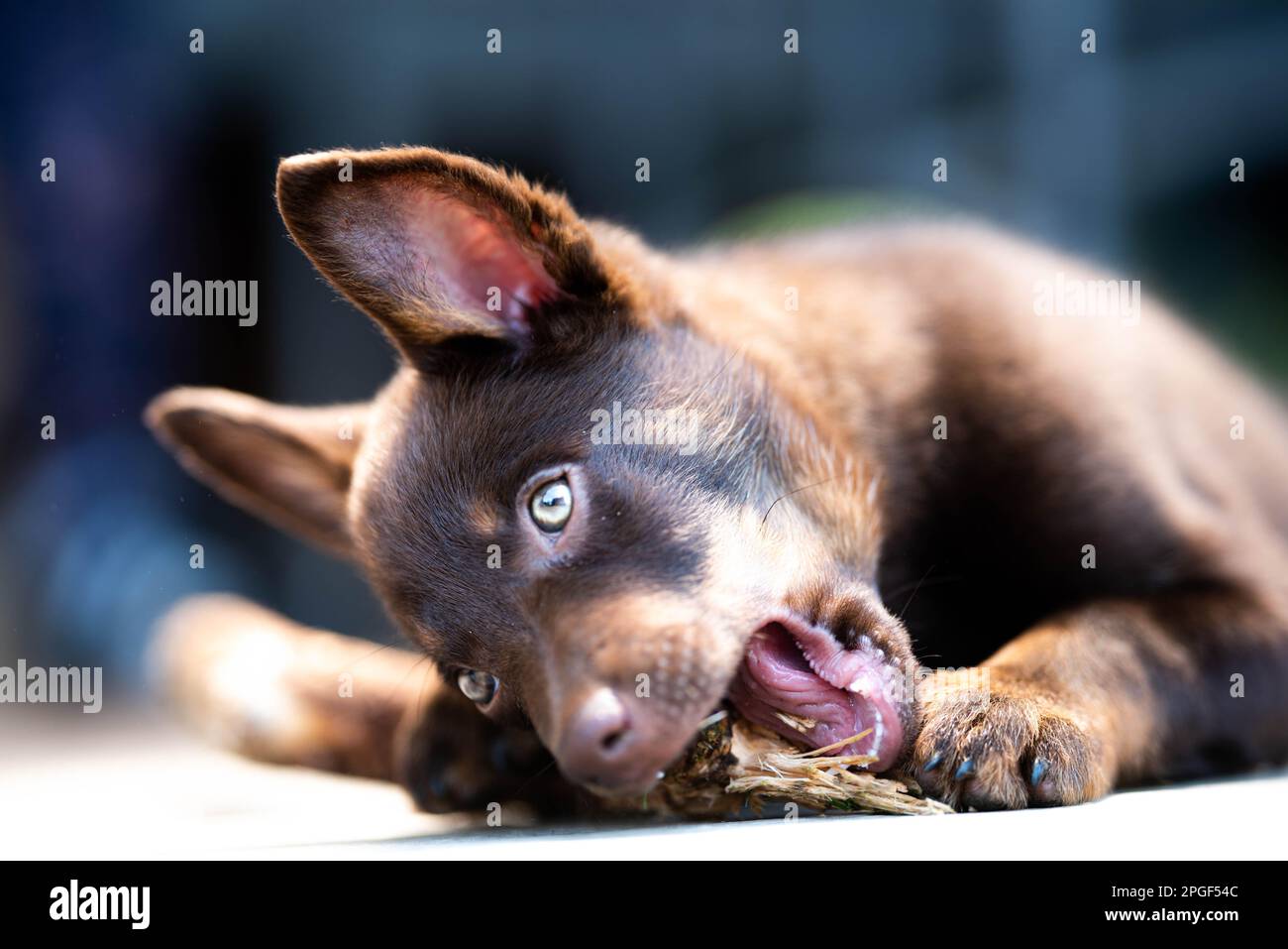 Braune Ziege mit Ohrmarke, die direkt in die Linse blickt, auf die Augen des Tieres fokussiert, auf dem Bauernhof fotografiert, Leben mit Nutztieren Stockfoto