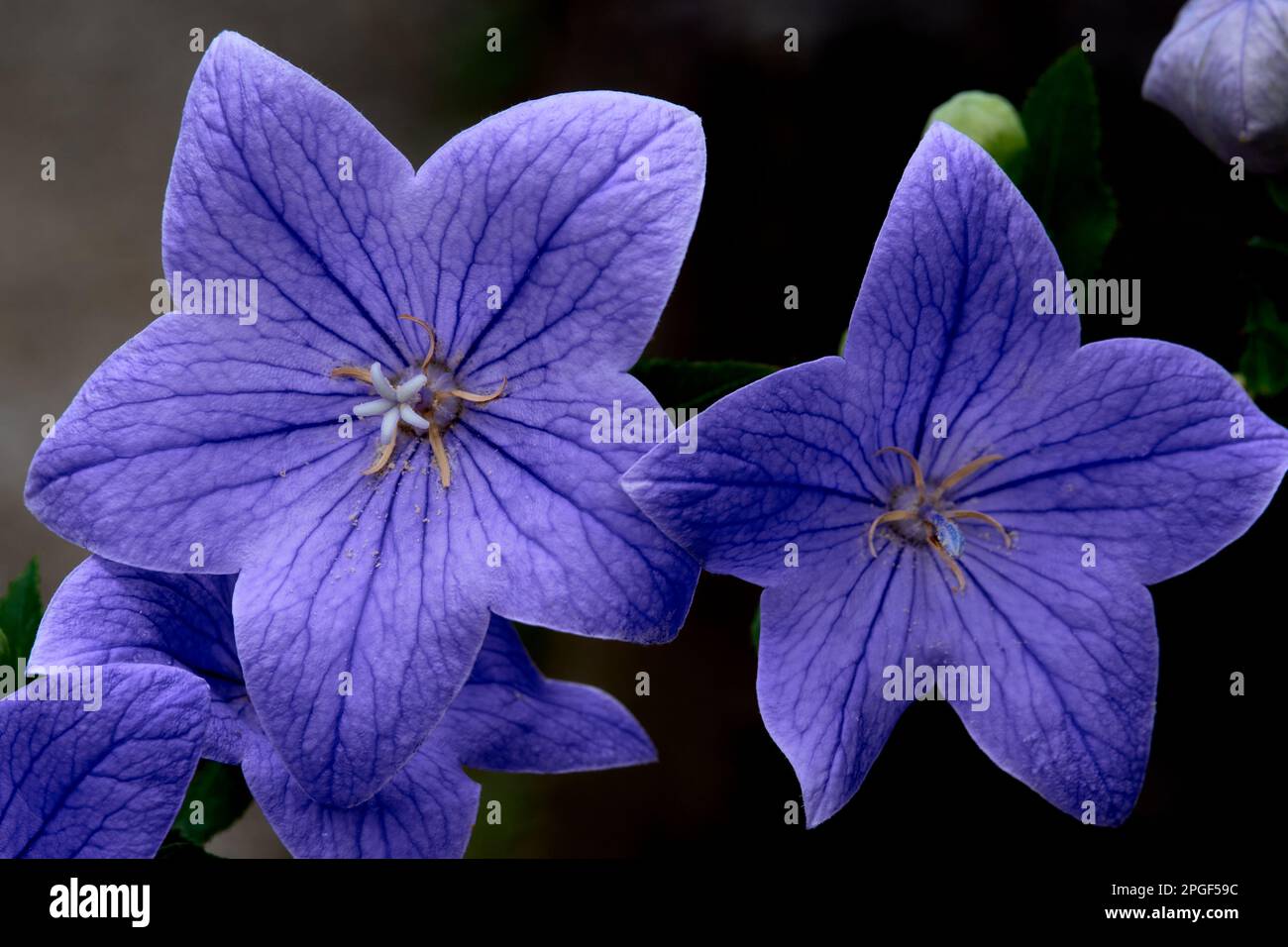 Die Ballonblume Platycodon grandiflorum ist eine attraktive Zierblume mit wunderschönen blauen Blütenblättern Stockfoto