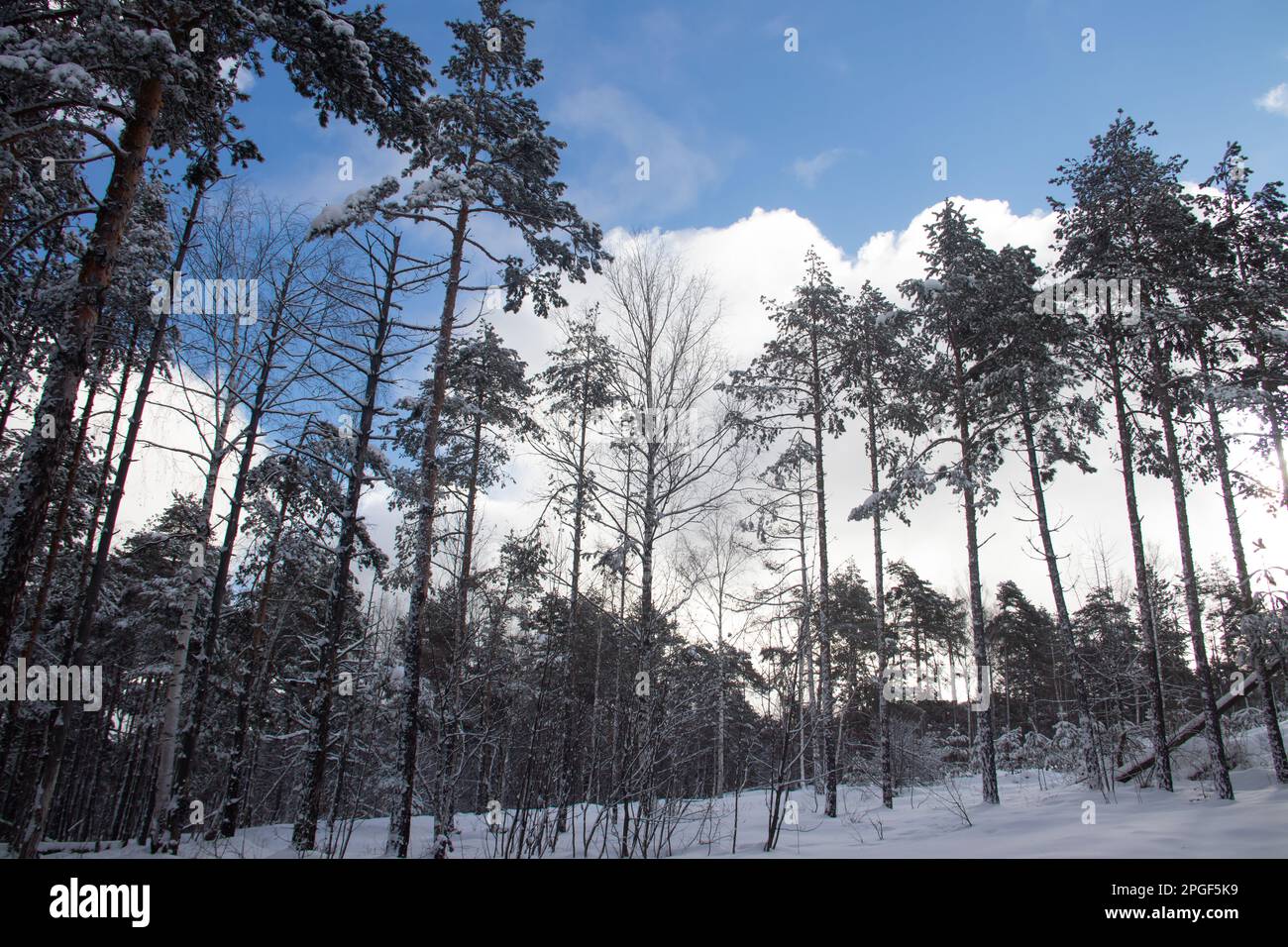 Berge Wälder Bäume bei Schnee und schlechtem Wetter Stockfoto