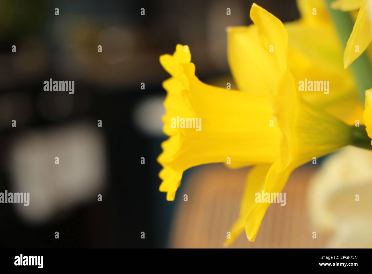 Seitenprofil einer blühenden, gelben Narzissenblume mit verschwommenem, weichem Innenhintergrund mit Kopierbereich auf der linken Seite Stockfoto