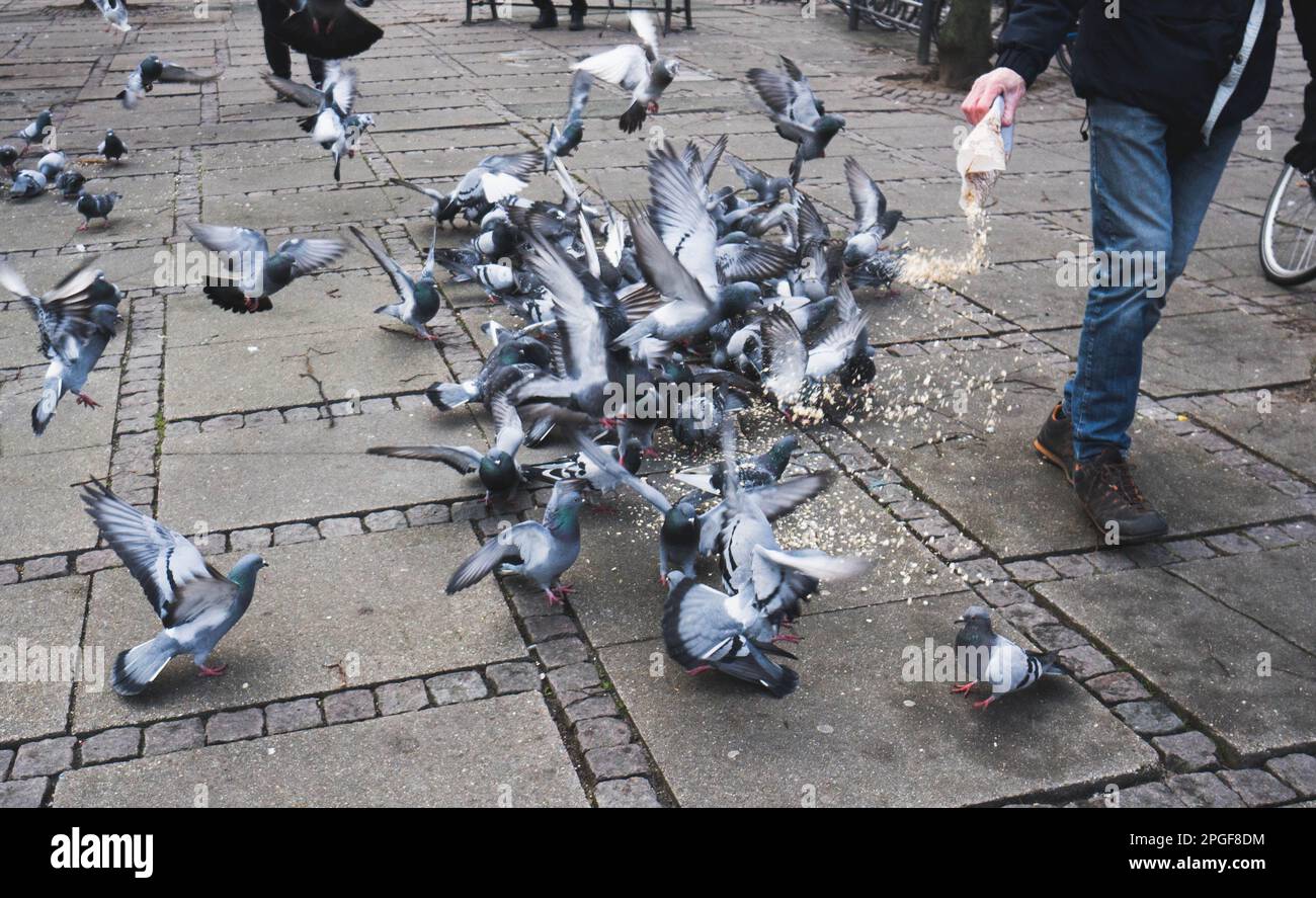 Fliegende Tauben fressen von einer Person gespendetes Essen Stockfoto