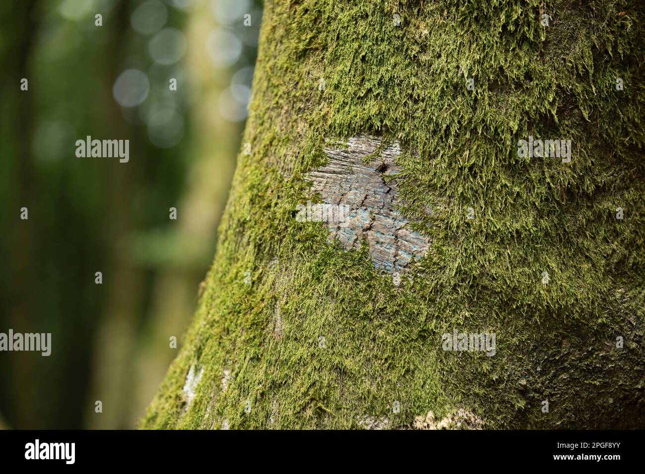 Moschusrinde eines Buchenbaums in Rold Forest, Skorping, Dänemark Stockfoto