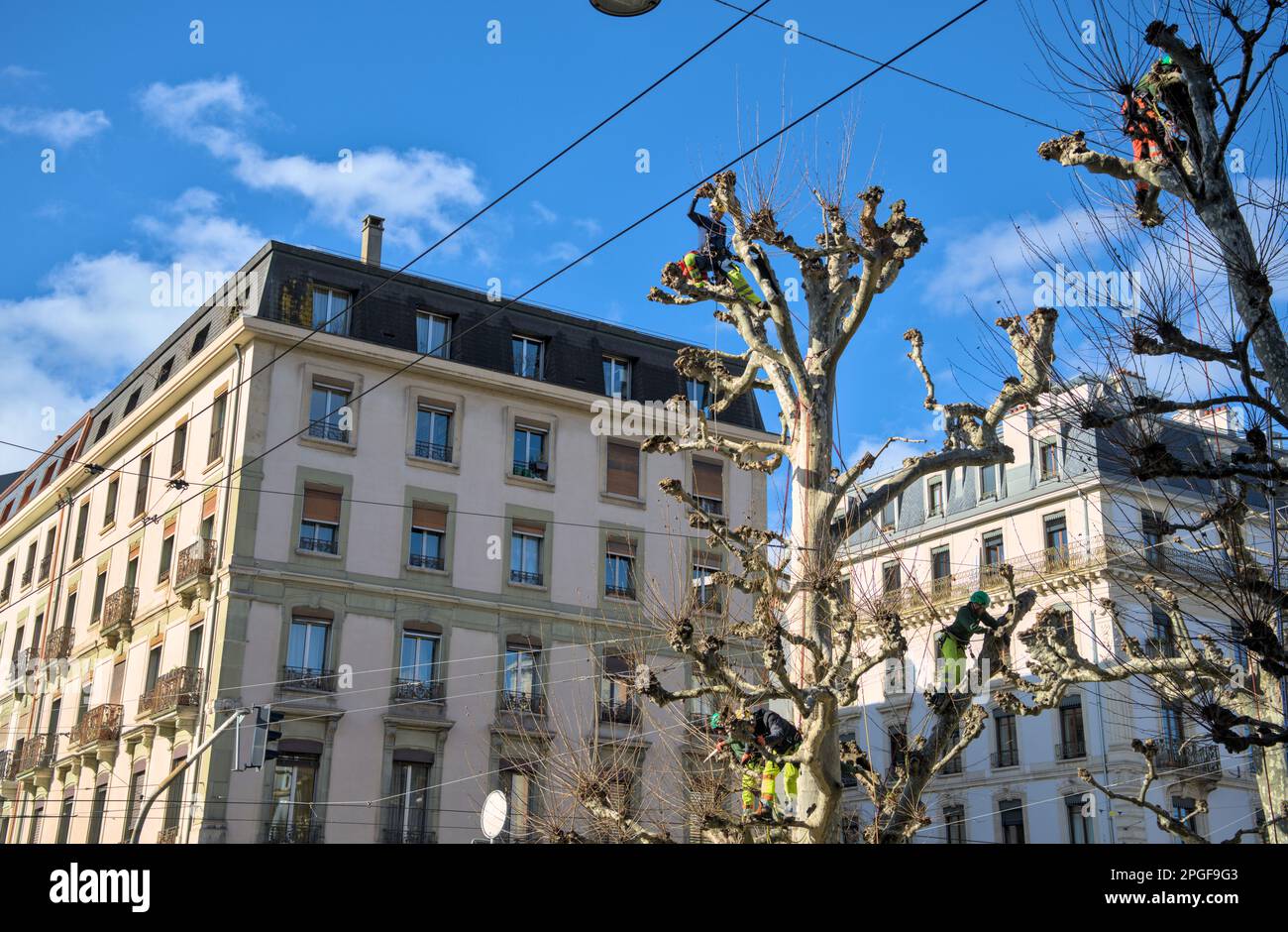 Furchtlose Stadtarbeiter in Genf, die in der späten Wintersonne Bäume trimmen. In den Höhen der Stadt zu arbeiten Stockfoto