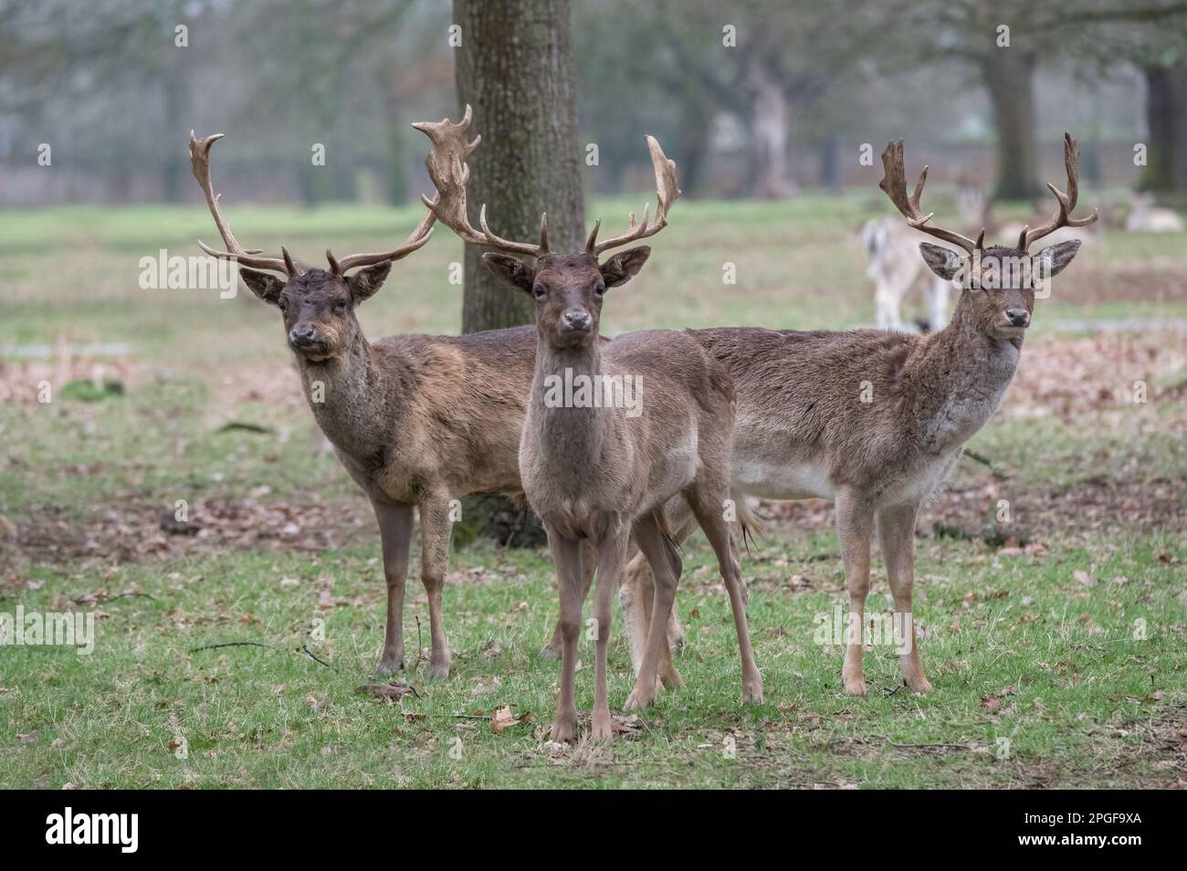 Im Park gibt es junge Damhirsche Stockfoto